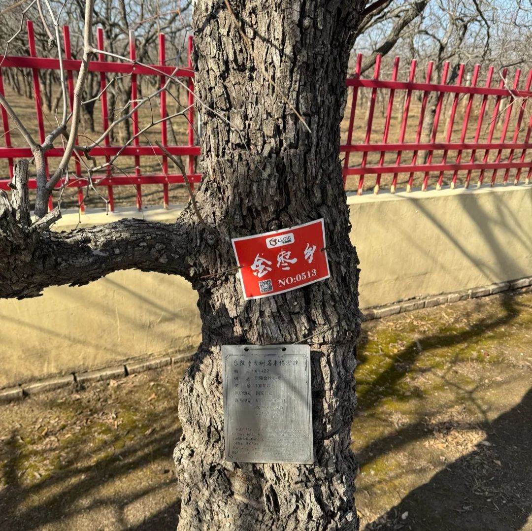 乐陵万亩枣林旅行图片 3