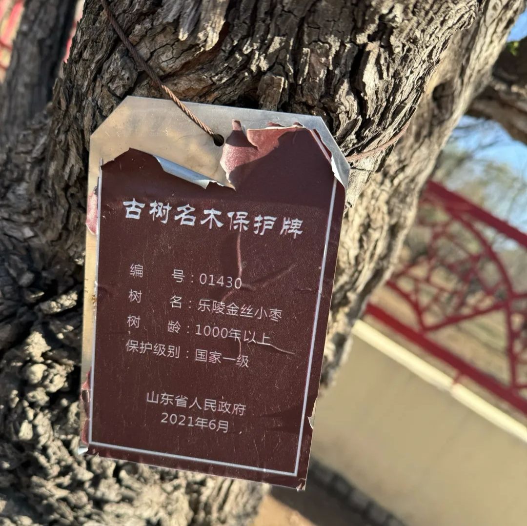 乐陵万亩枣林旅行图片 2