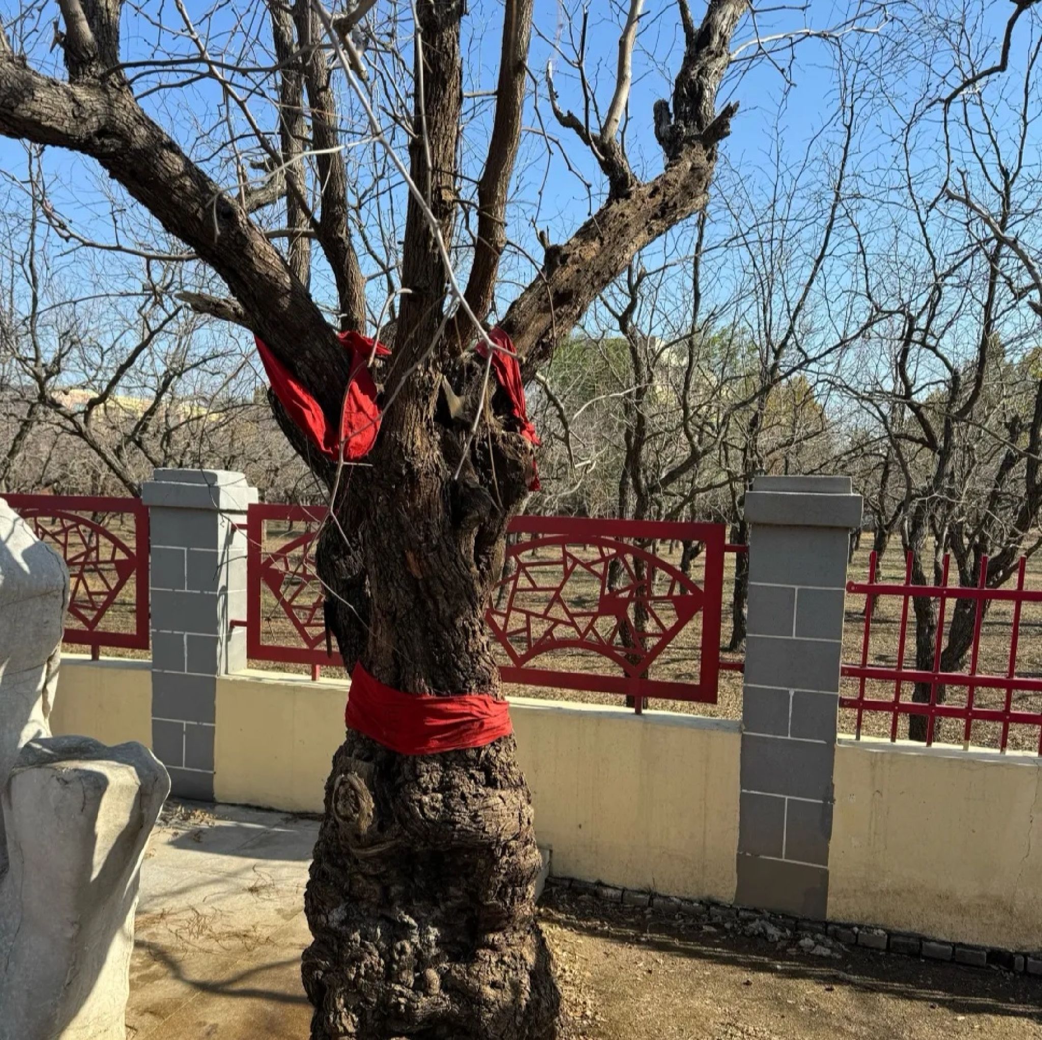 乐陵万亩枣林旅行图片 1