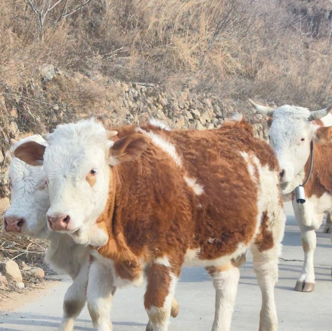 石家庄老虎头森林公园旅行图片 1
