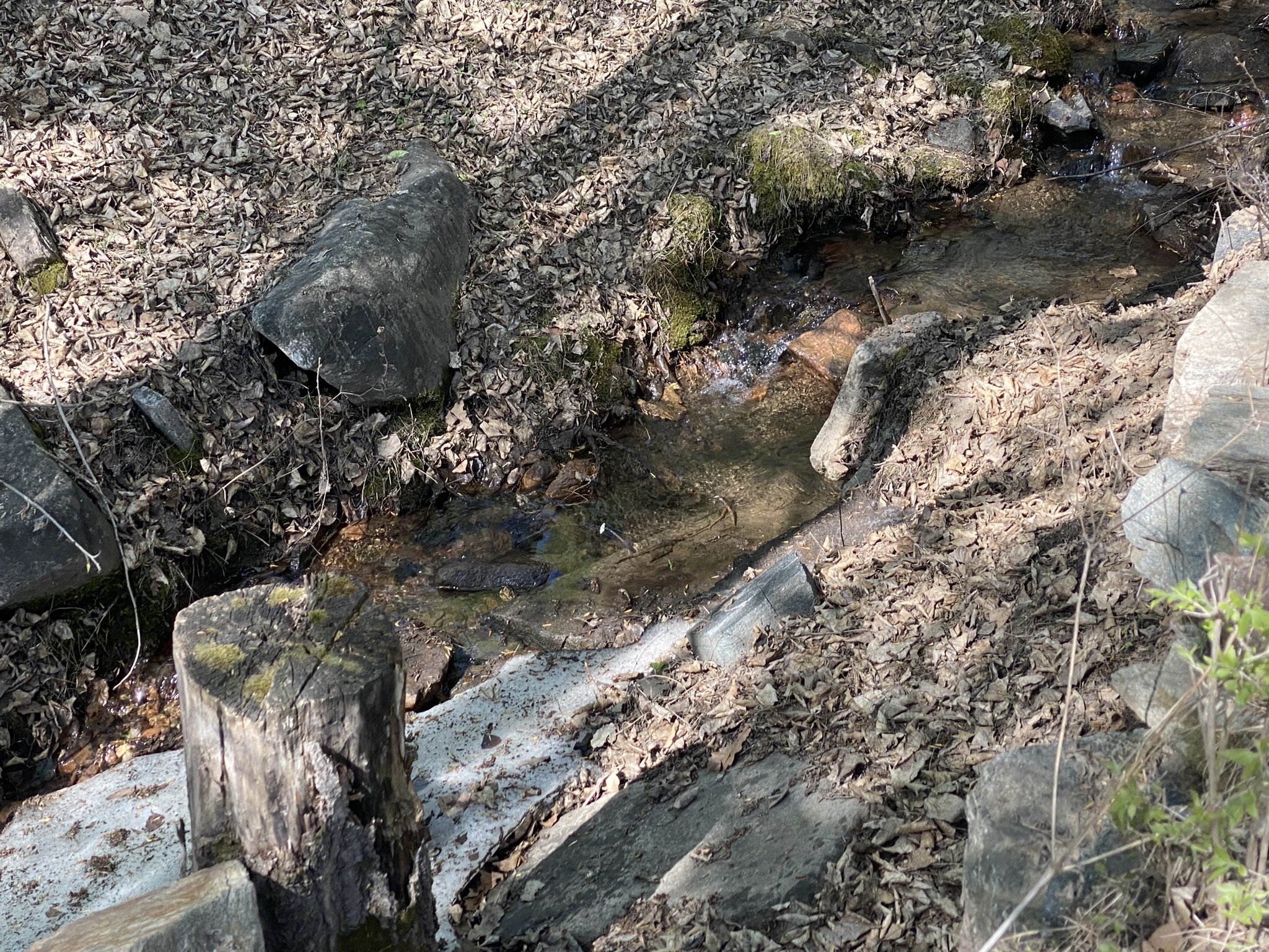 石家庄老虎头森林公园旅行图片 2