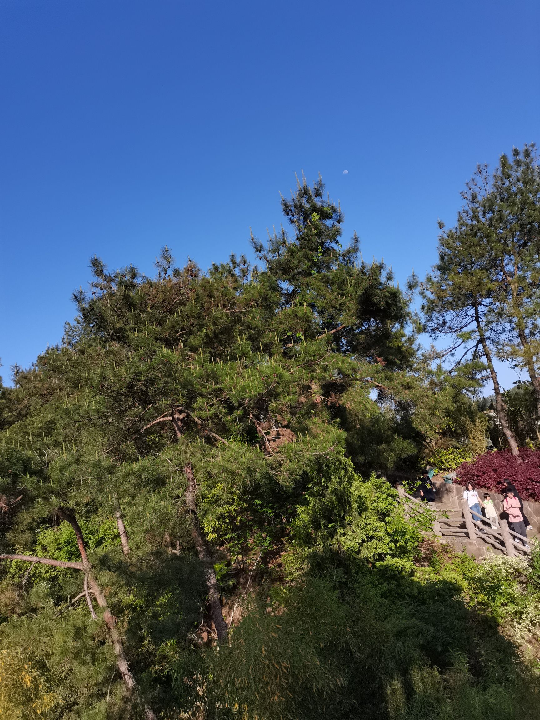 明珠观光公园旅行图片 2