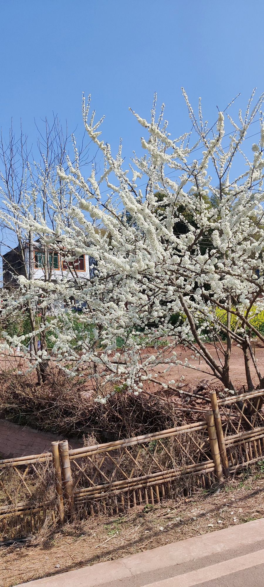 菜花坞旅行图片 2