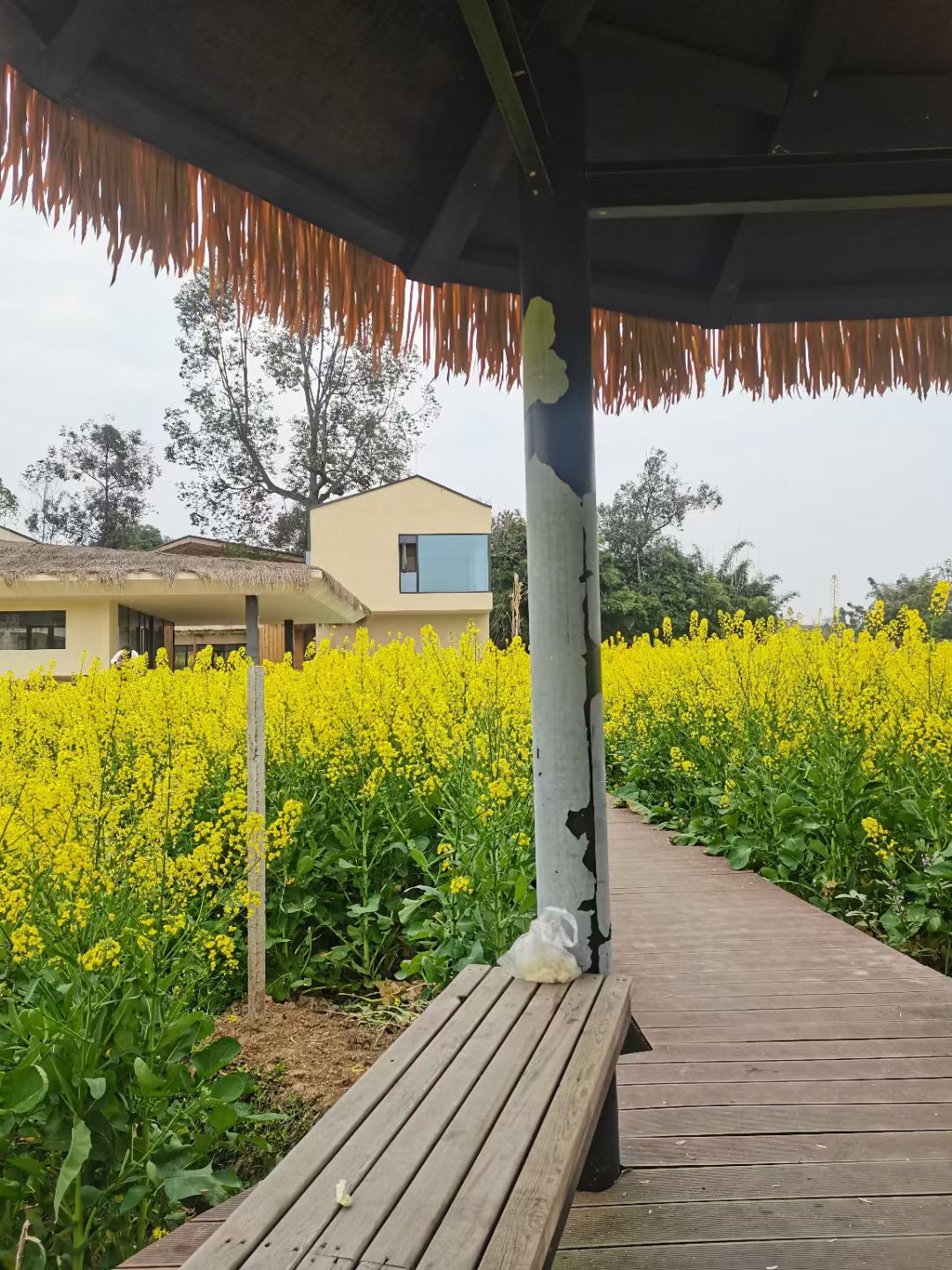 菜花坞旅行图片 1