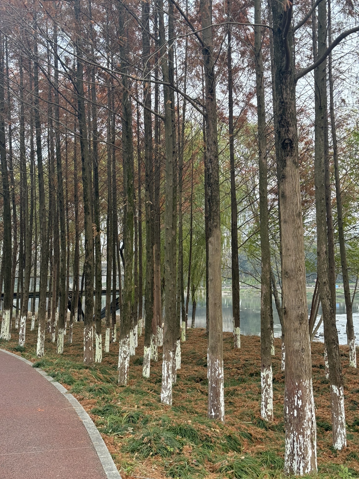 义乌江滨绿廊公园旅行图片 3