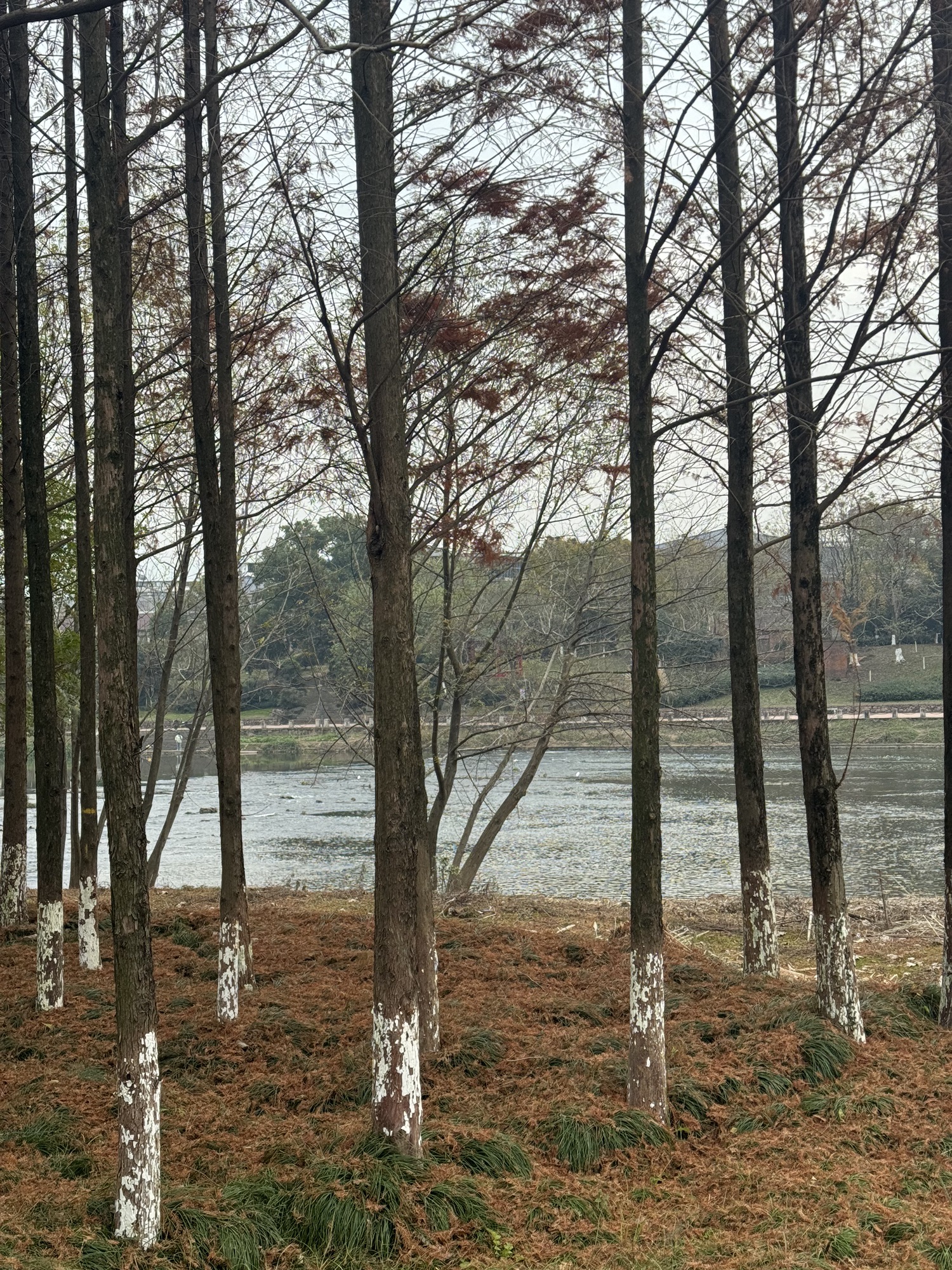 义乌江滨绿廊公园旅行图片 2