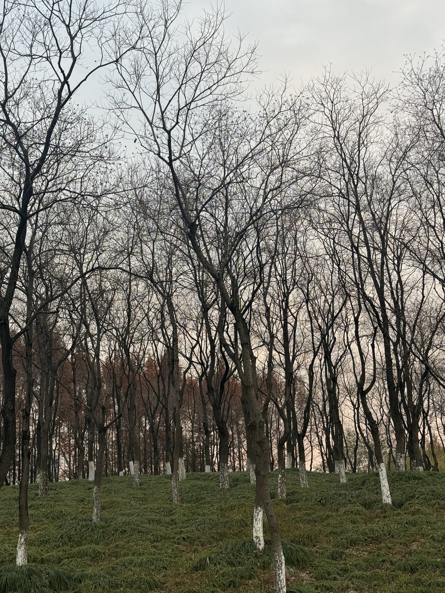 义乌江滨绿廊公园旅行图片 1