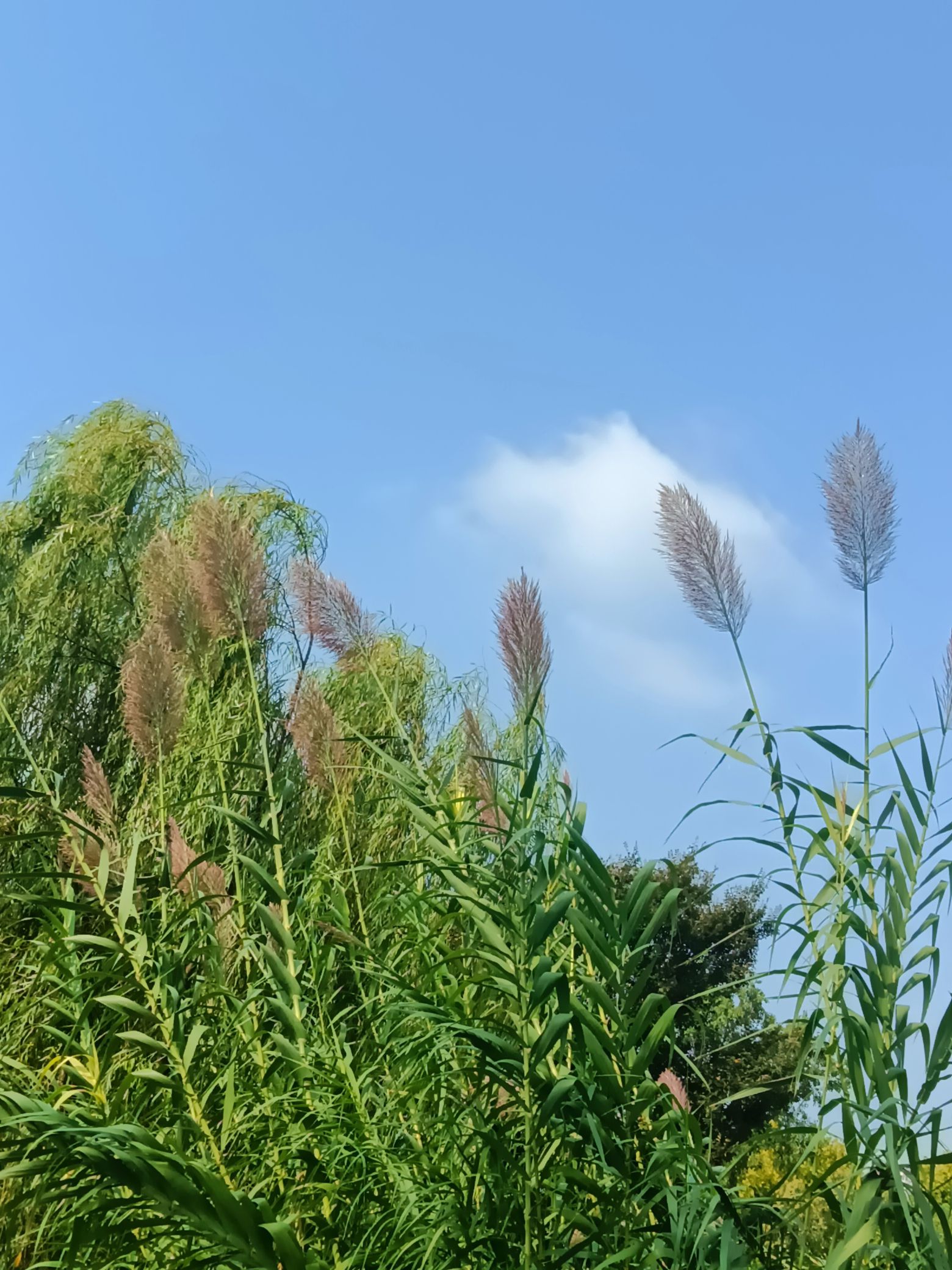 莉湖公园旅行图片 2