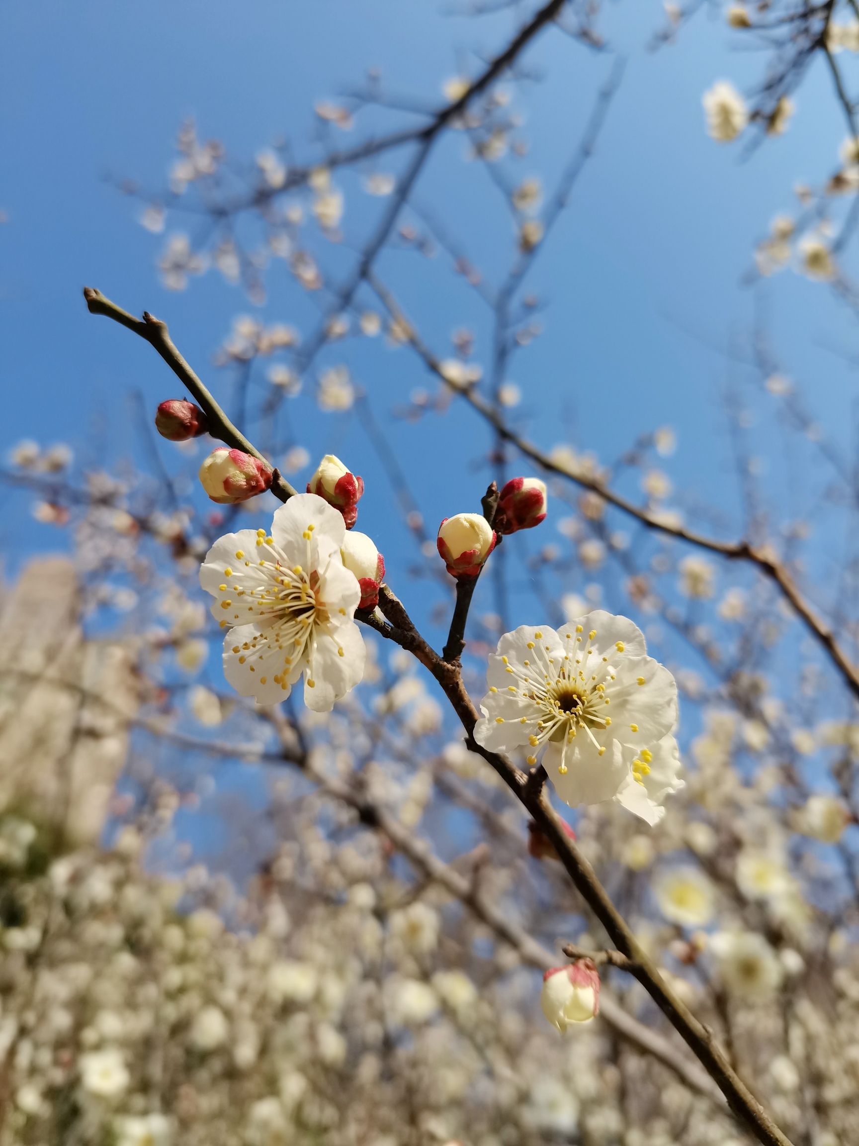 莉湖公园旅行图片 3