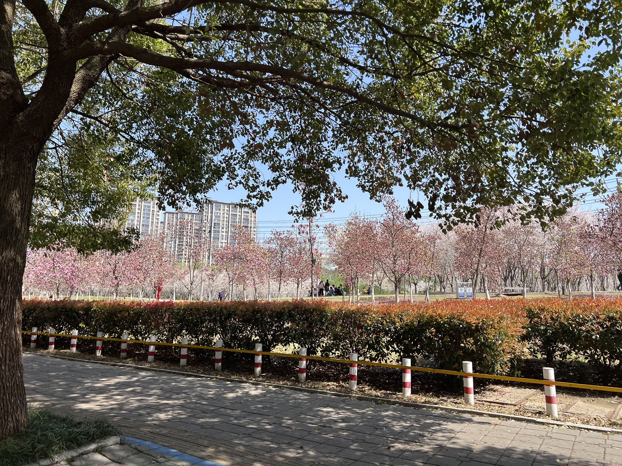 五一公园旅行图片 2