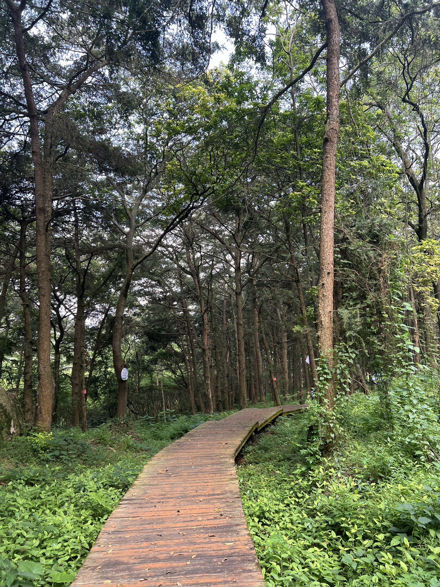 白鹭森林公园旅行图片 1