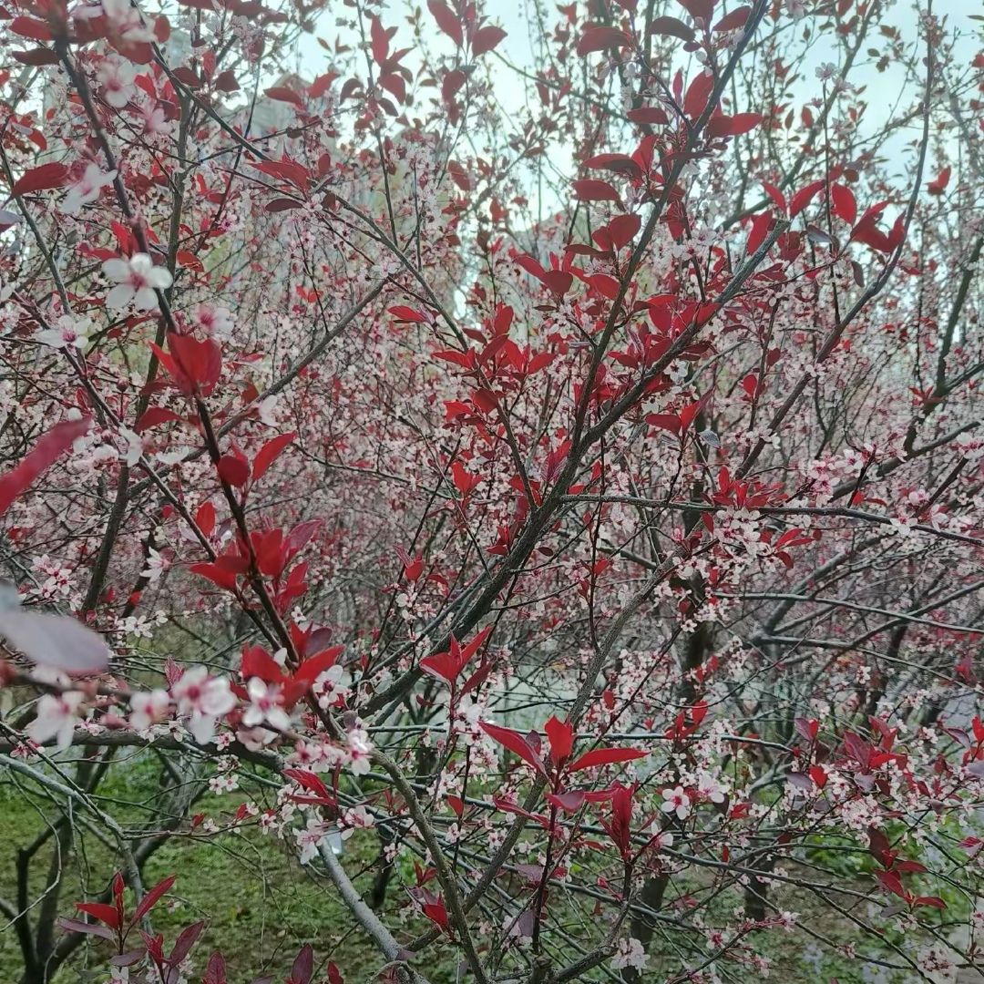 新华公园旅行图片 3