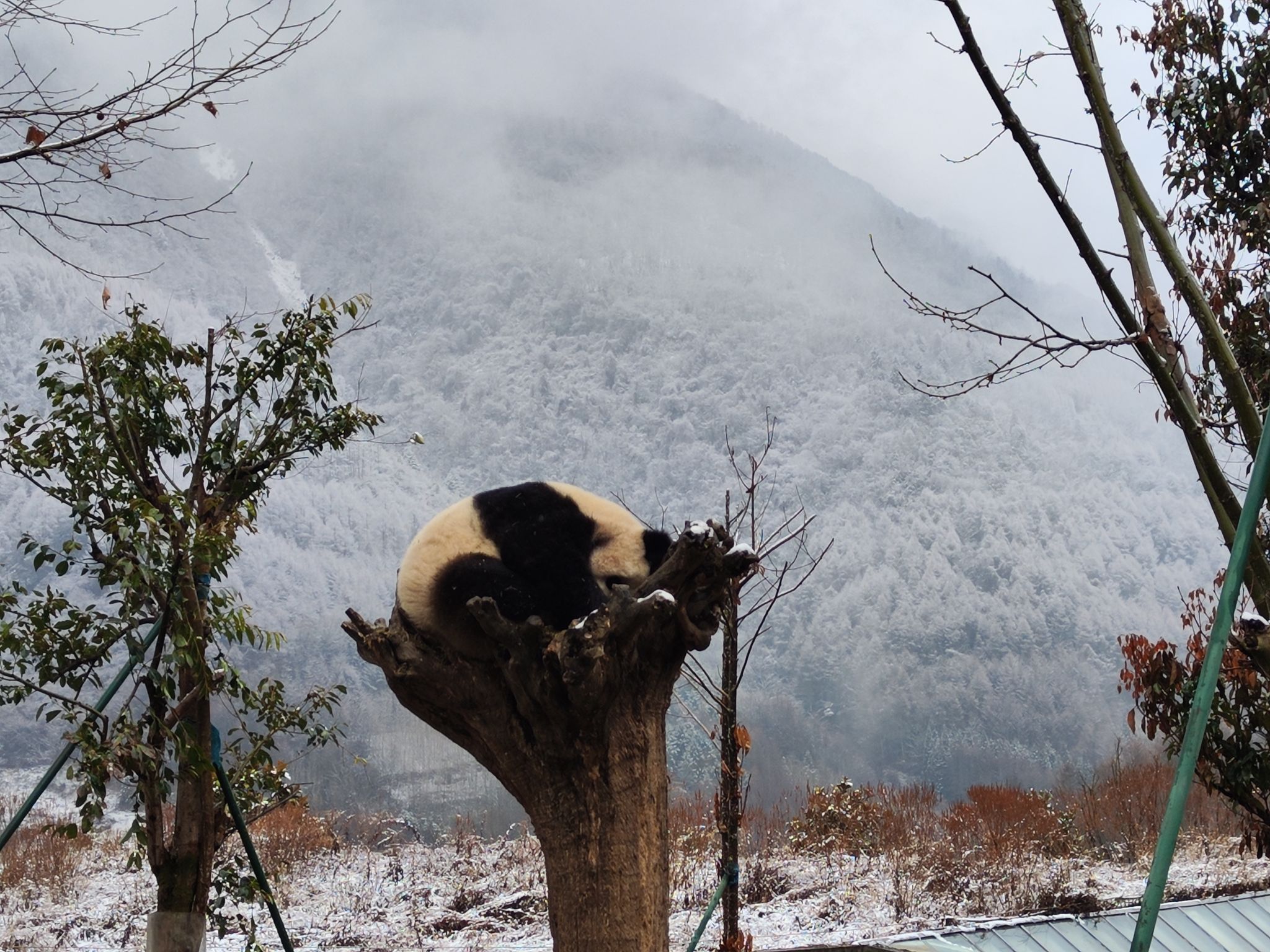 卧龙中华大熊猫苑神树坪基地旅行图片 2