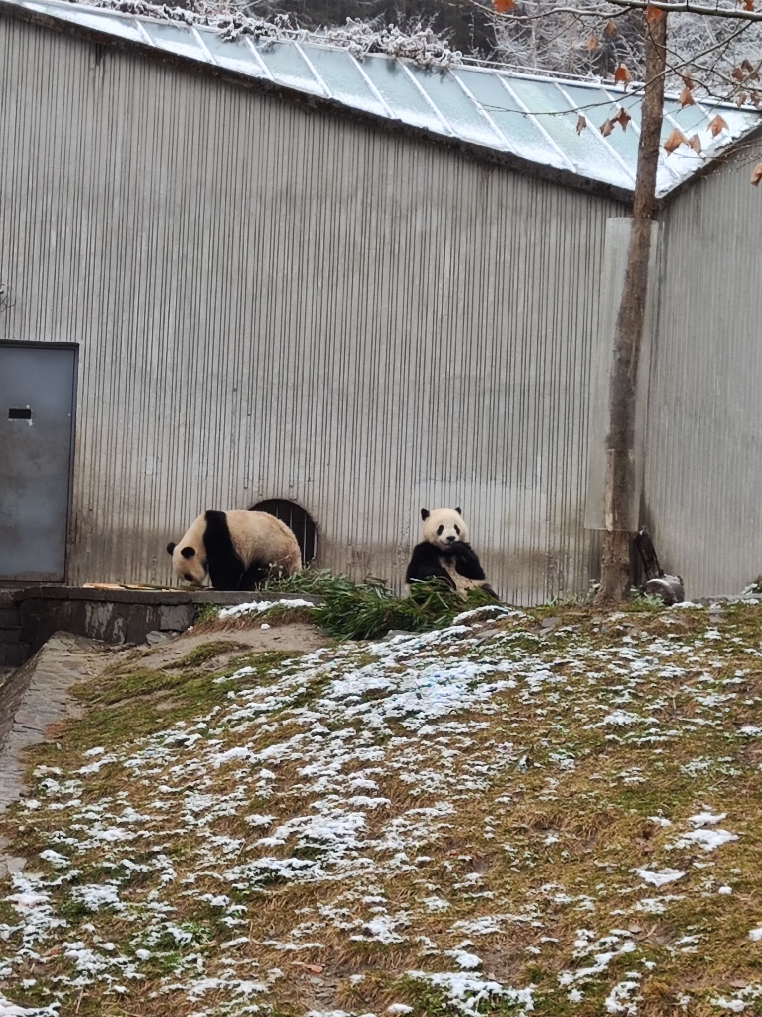 卧龙中华大熊猫苑神树坪基地旅行图片 1