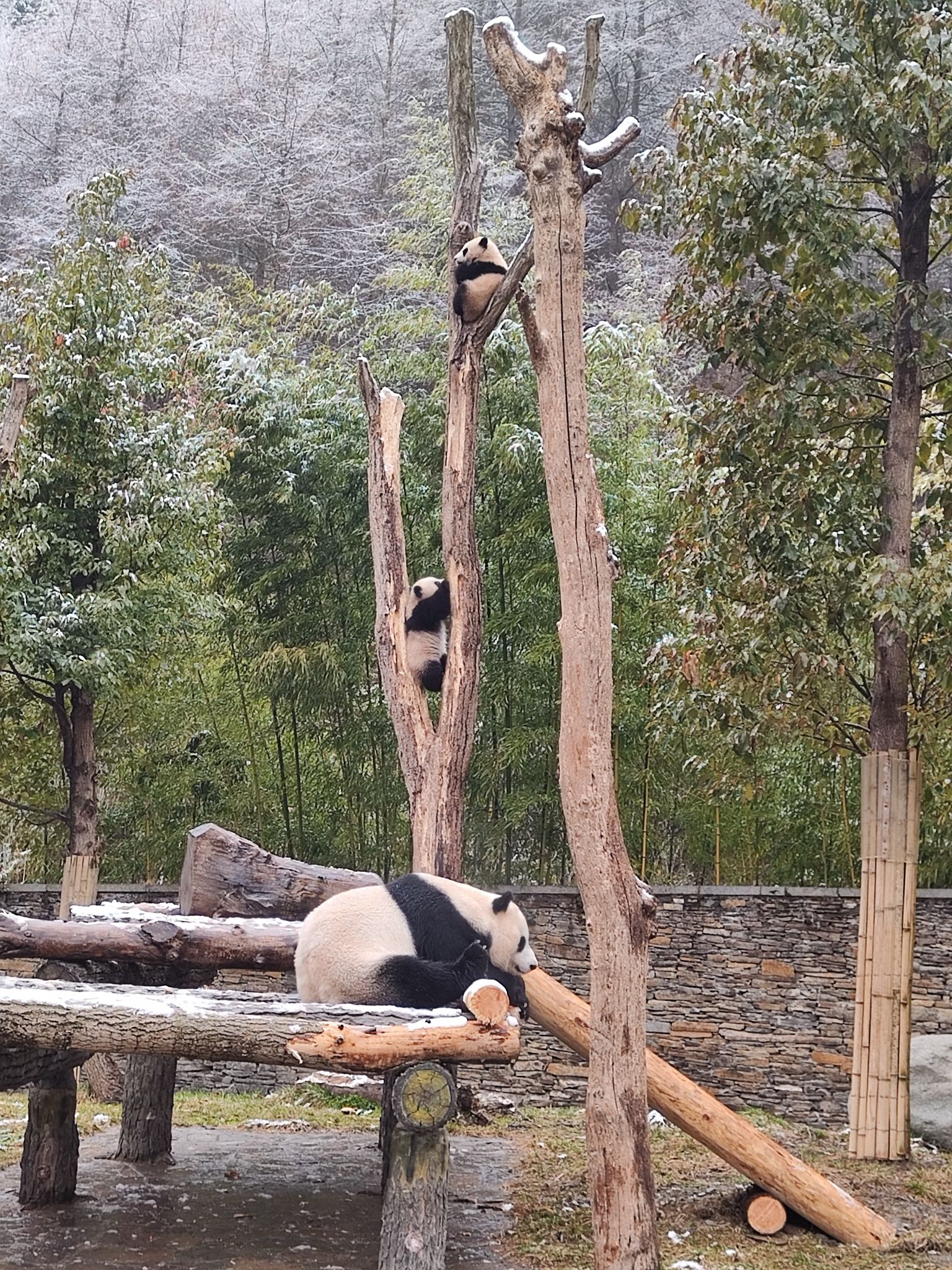 卧龙中华大熊猫苑神树坪基地旅行图片 3