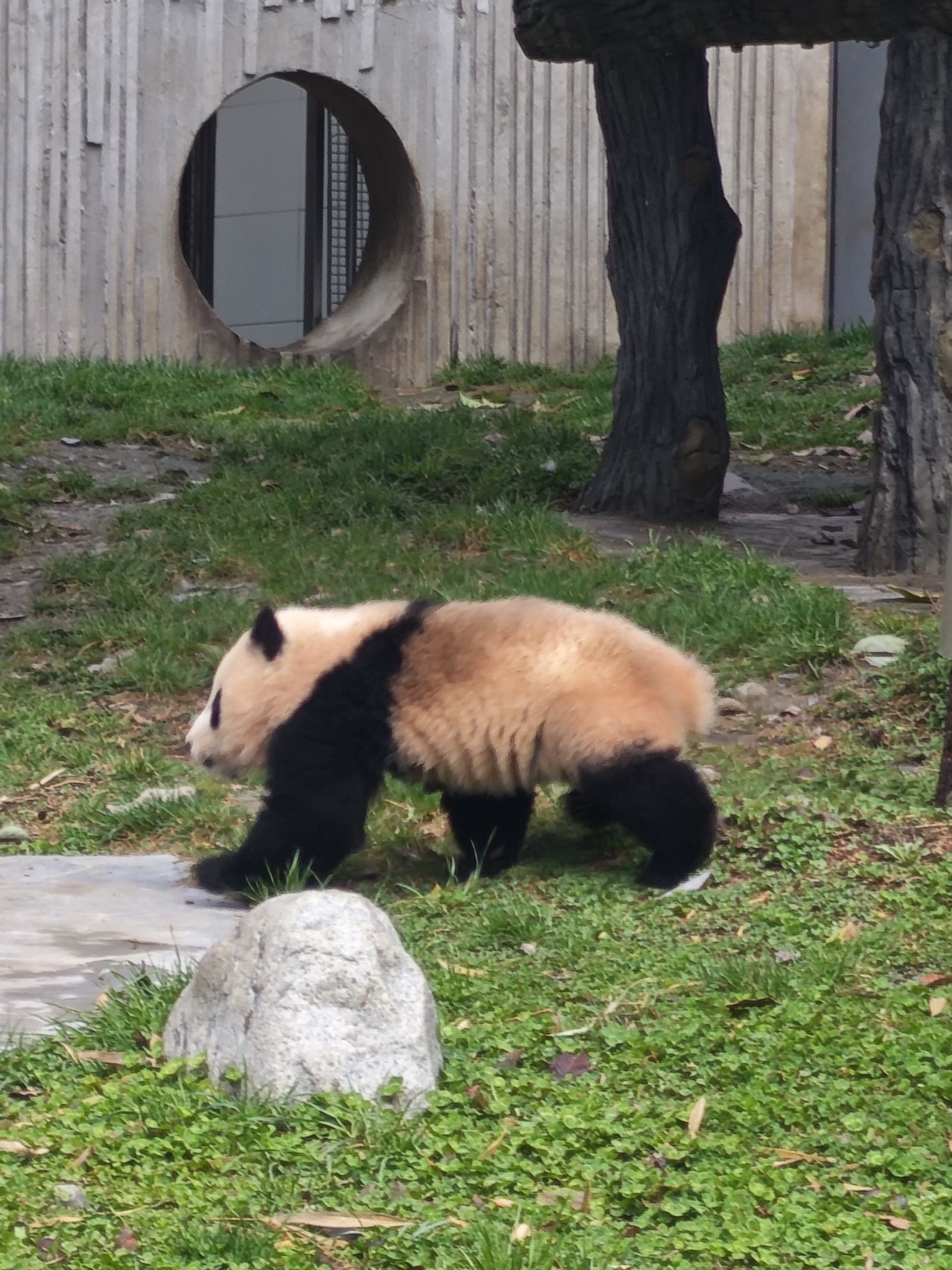 卧龙中华大熊猫苑神树坪基地旅行图片 1