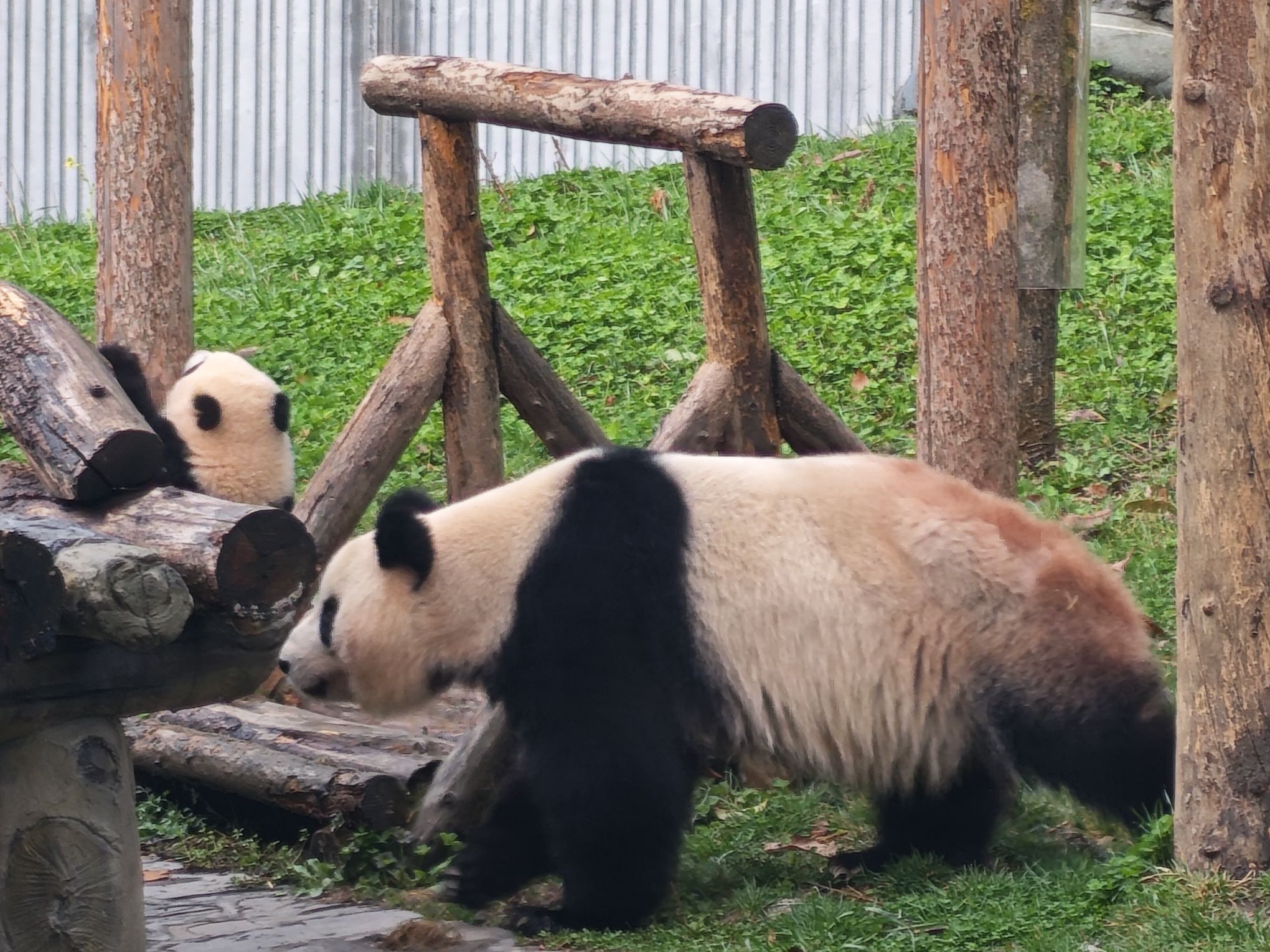 卧龙中华大熊猫苑神树坪基地旅行图片 3
