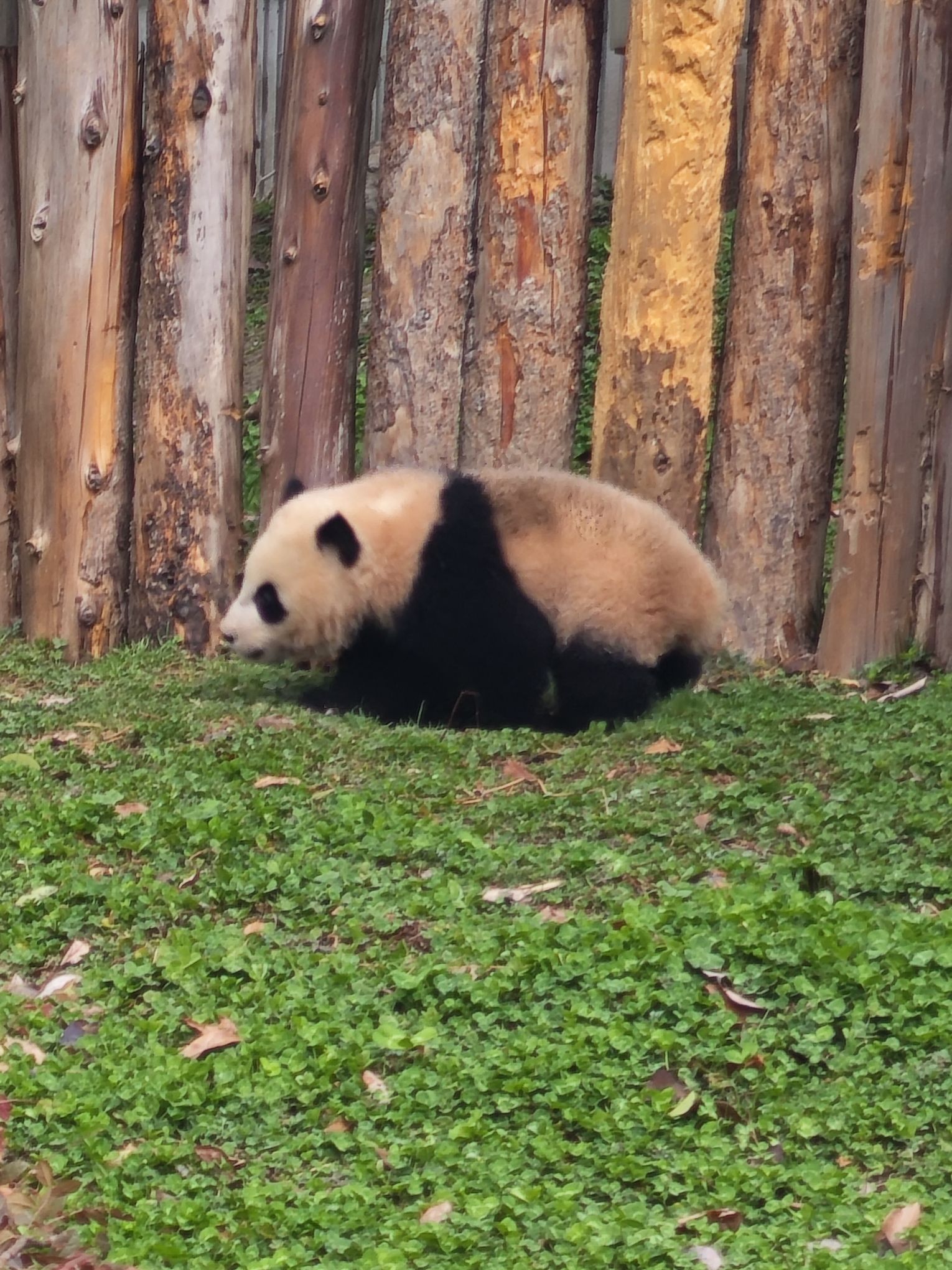 卧龙中华大熊猫苑神树坪基地旅行图片 2