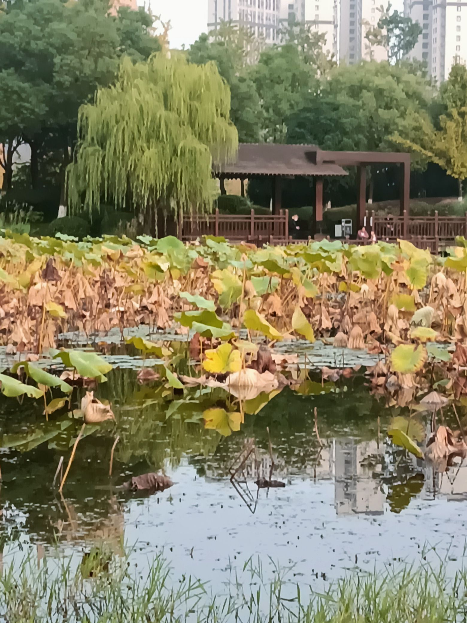 茉湖公园旅行图片 2