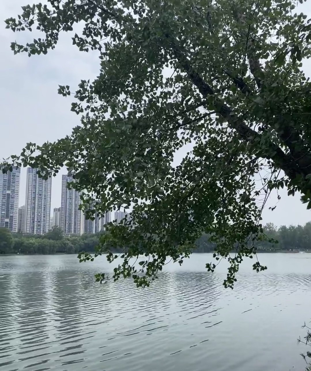 湖东市民公园旅行图片 3