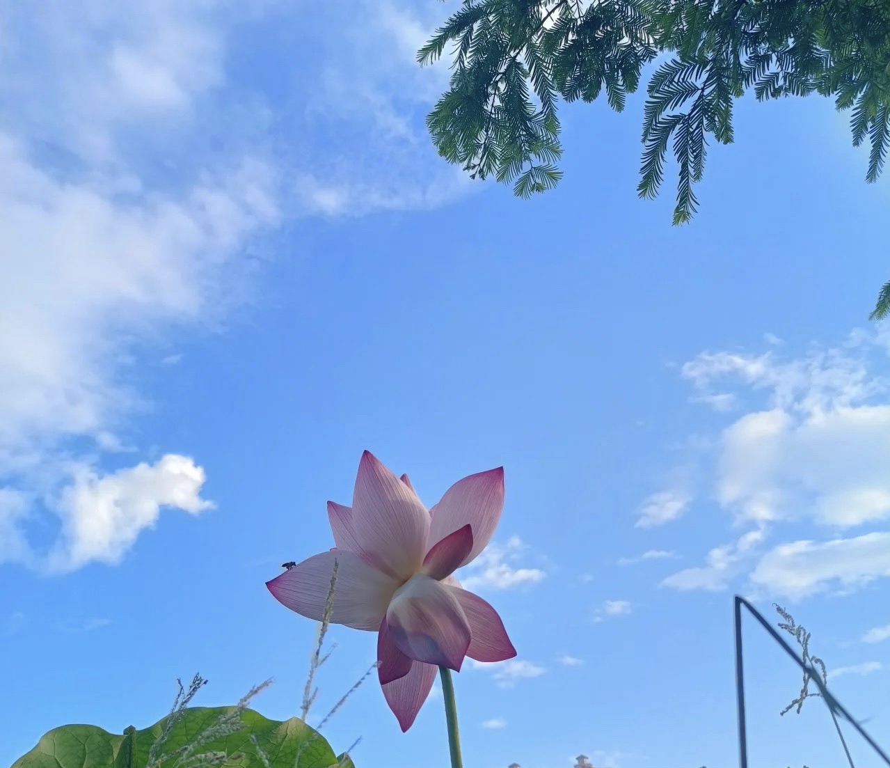 湖东市民公园旅行图片 1