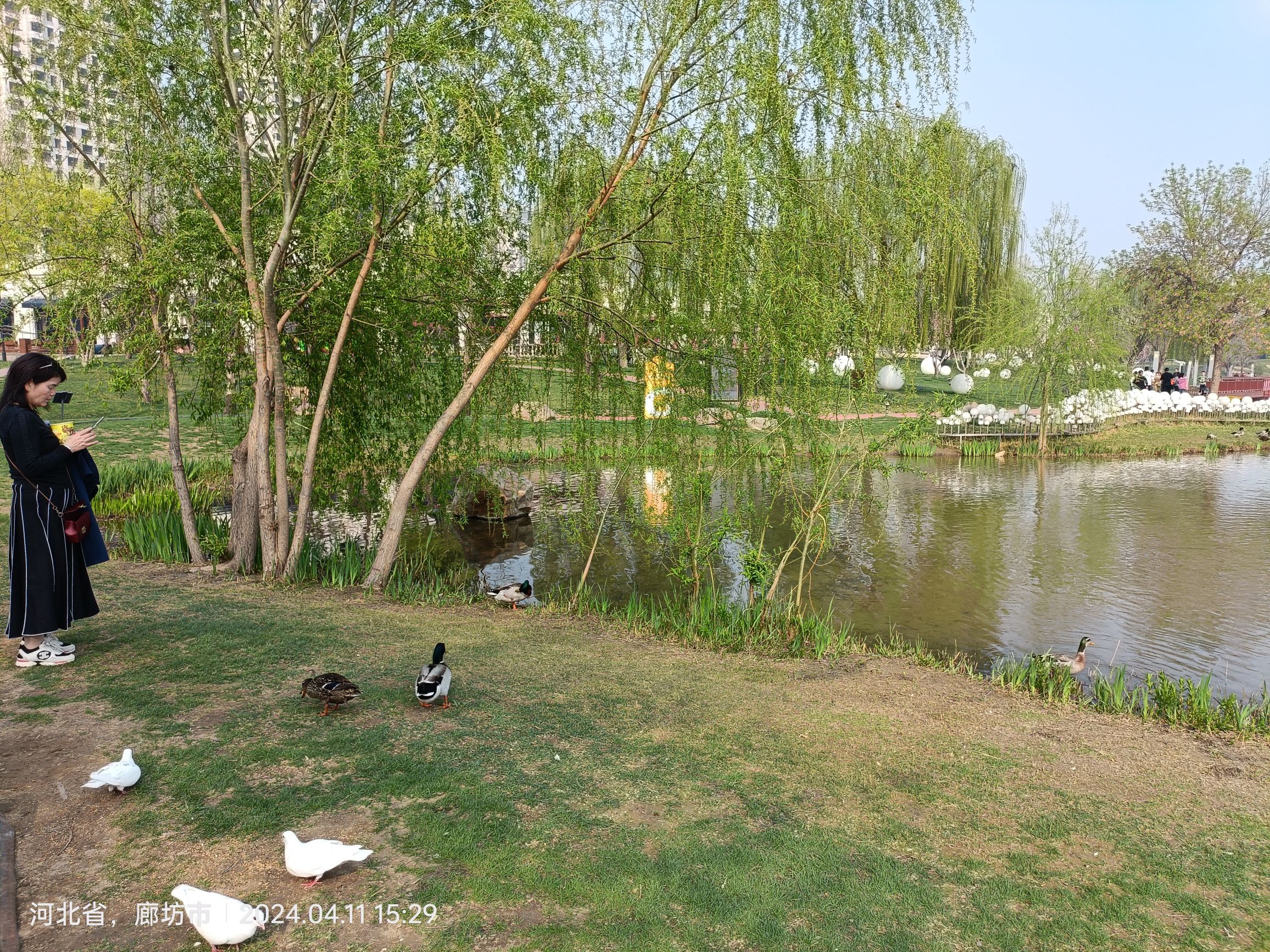 固安孔雀城大湖公园旅行图片 3