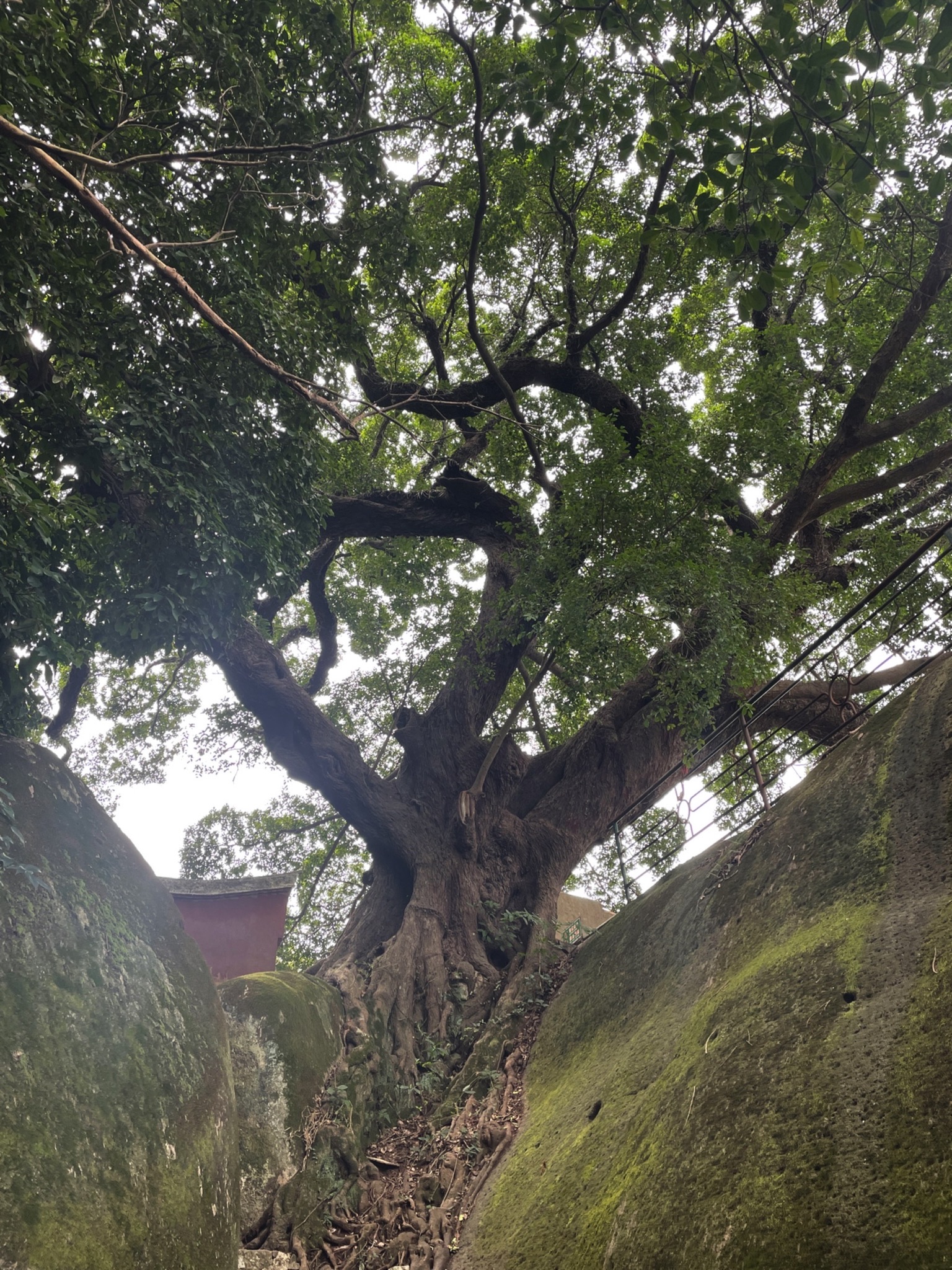 竹田岩旅行图片 3