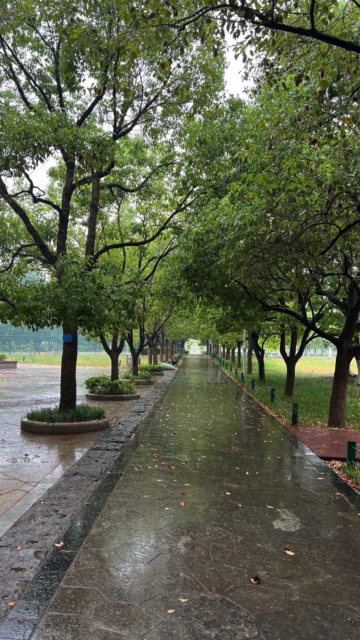 三角洲公园旅行图片 3