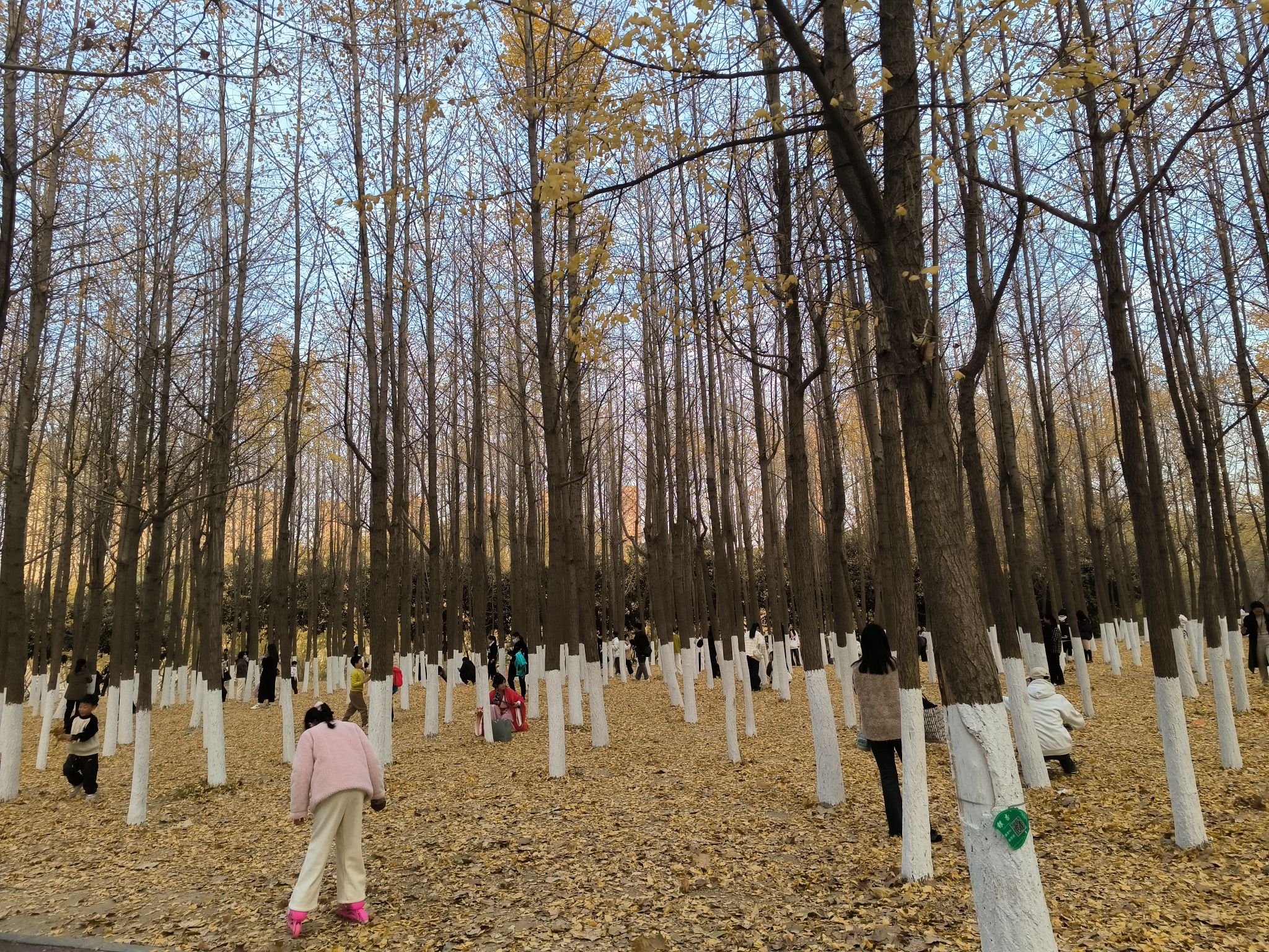三角洲公园旅行图片 3