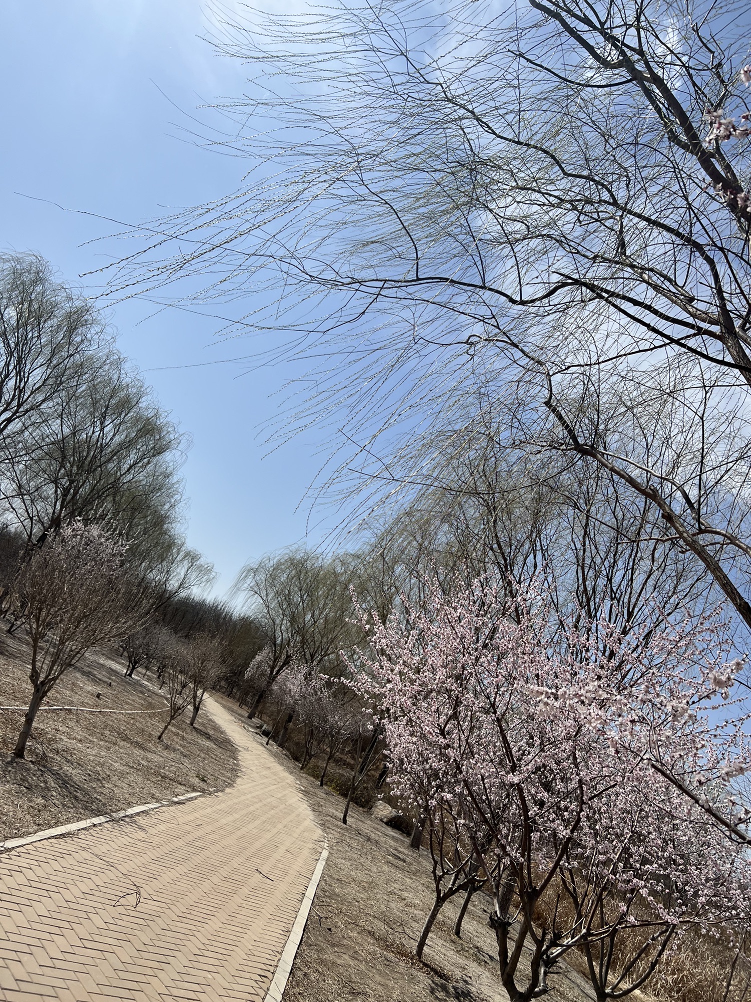 新立郊野公园旅行图片 1