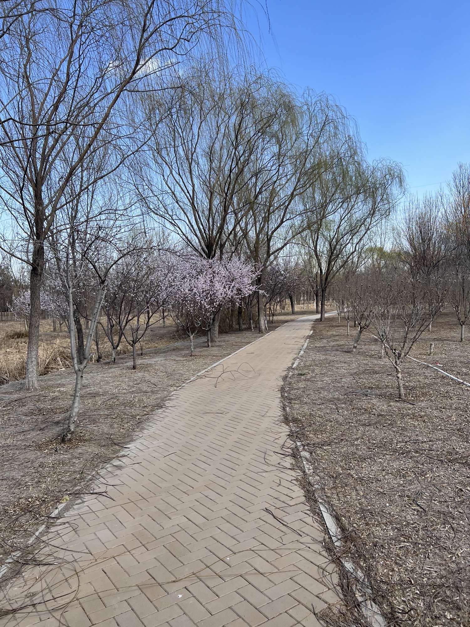 新立郊野公园旅行图片 1