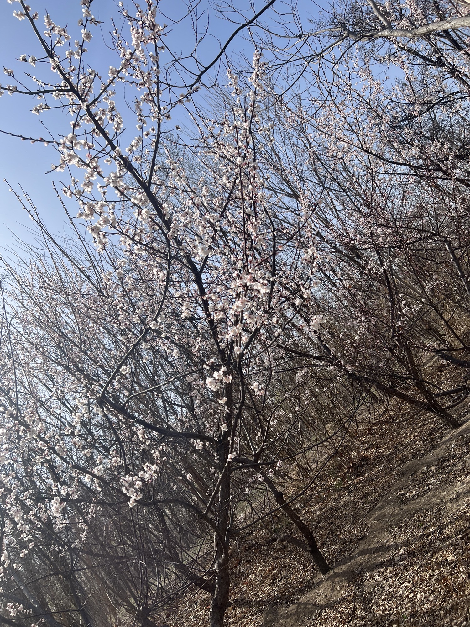 新立郊野公园旅行图片 1