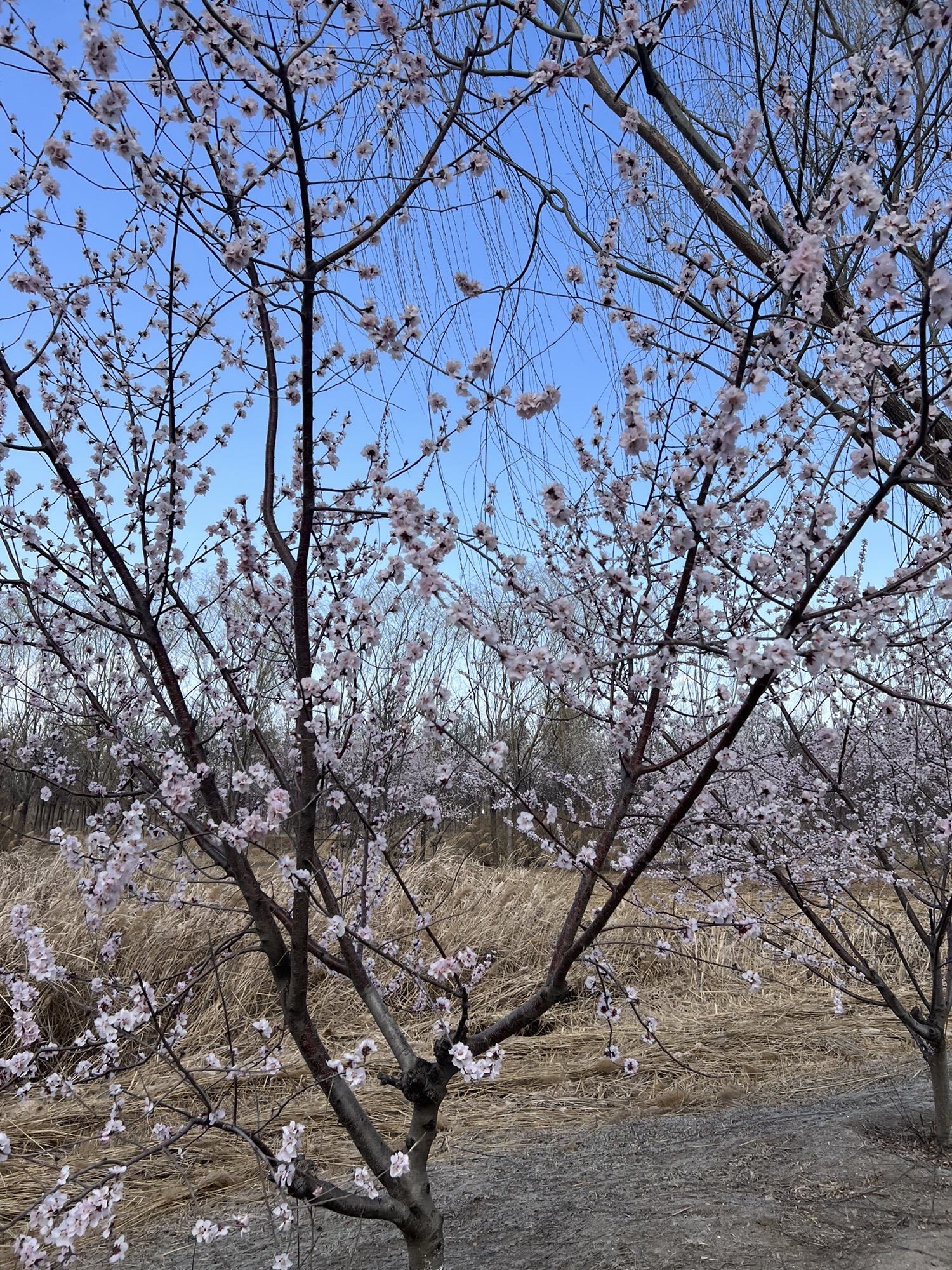 新立郊野公园旅行图片 2