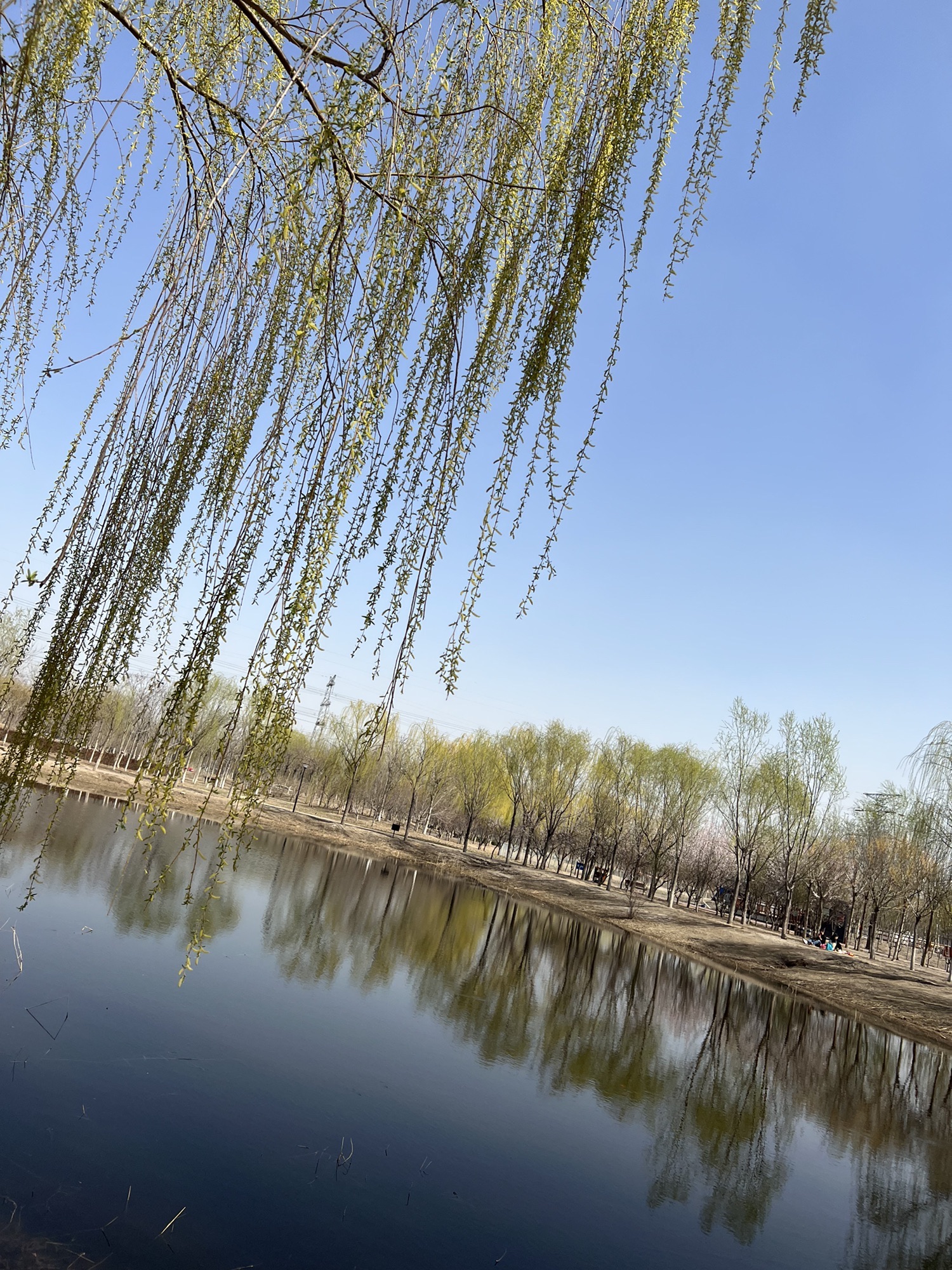 新立郊野公园旅行图片 2