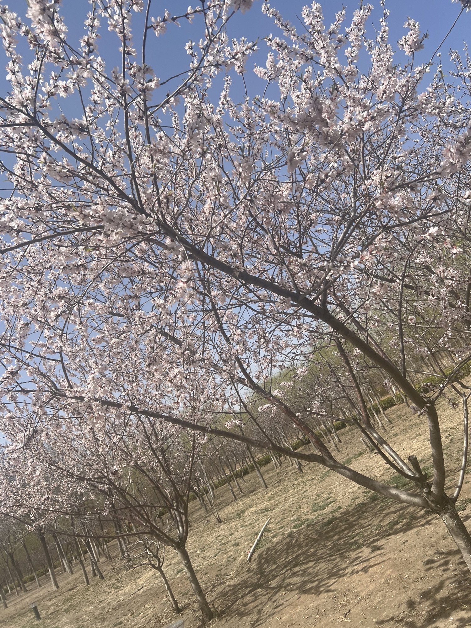新立郊野公园旅行图片 1
