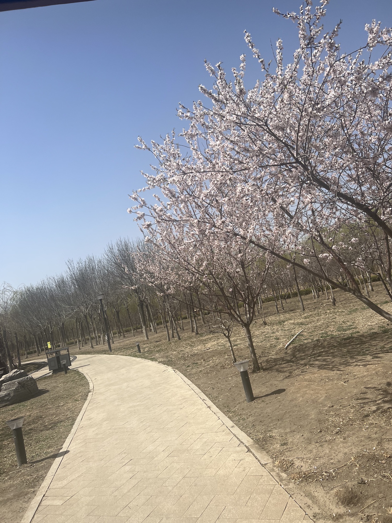 新立郊野公园旅行图片 1