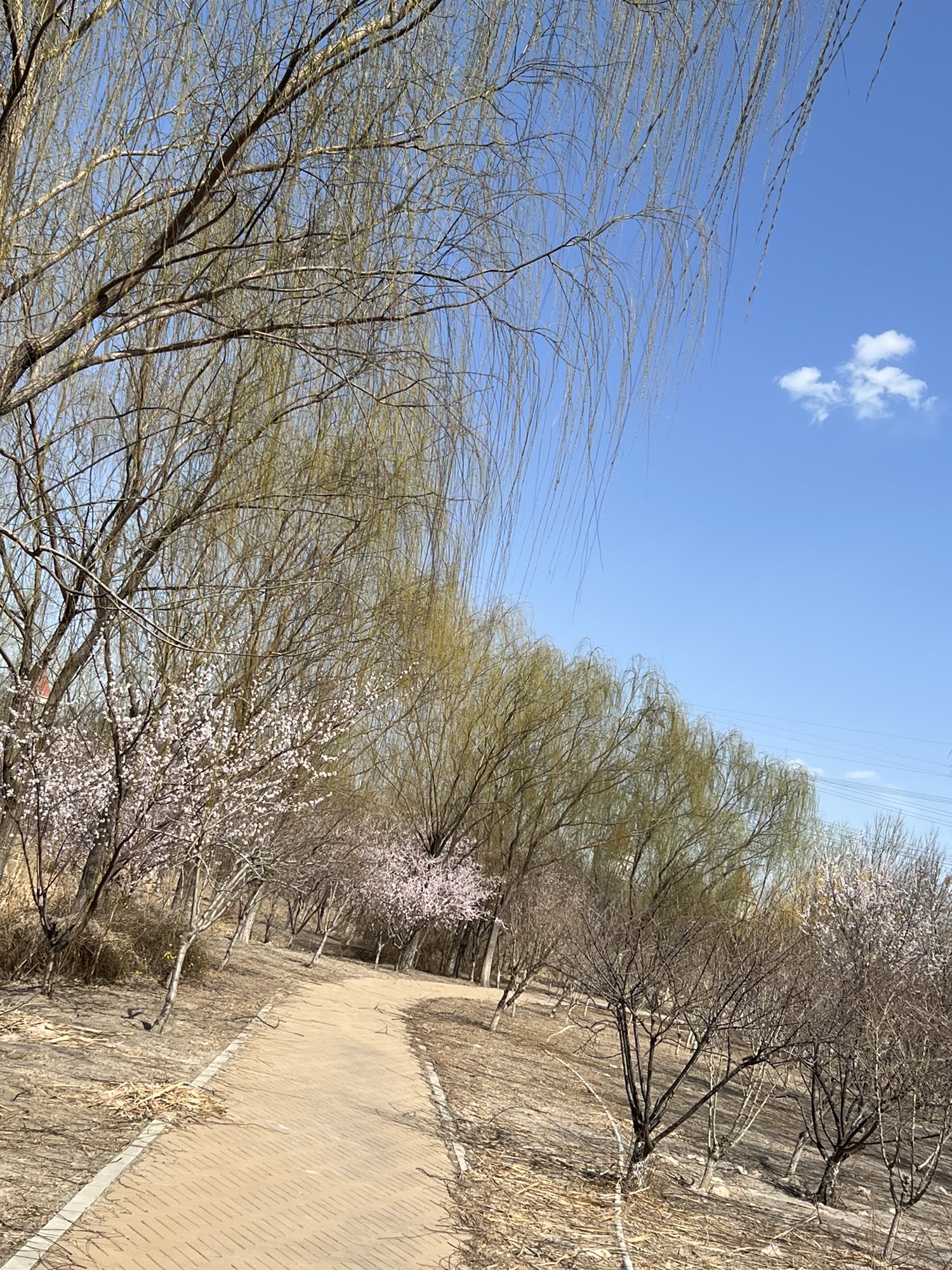 新立郊野公园旅行图片 2
