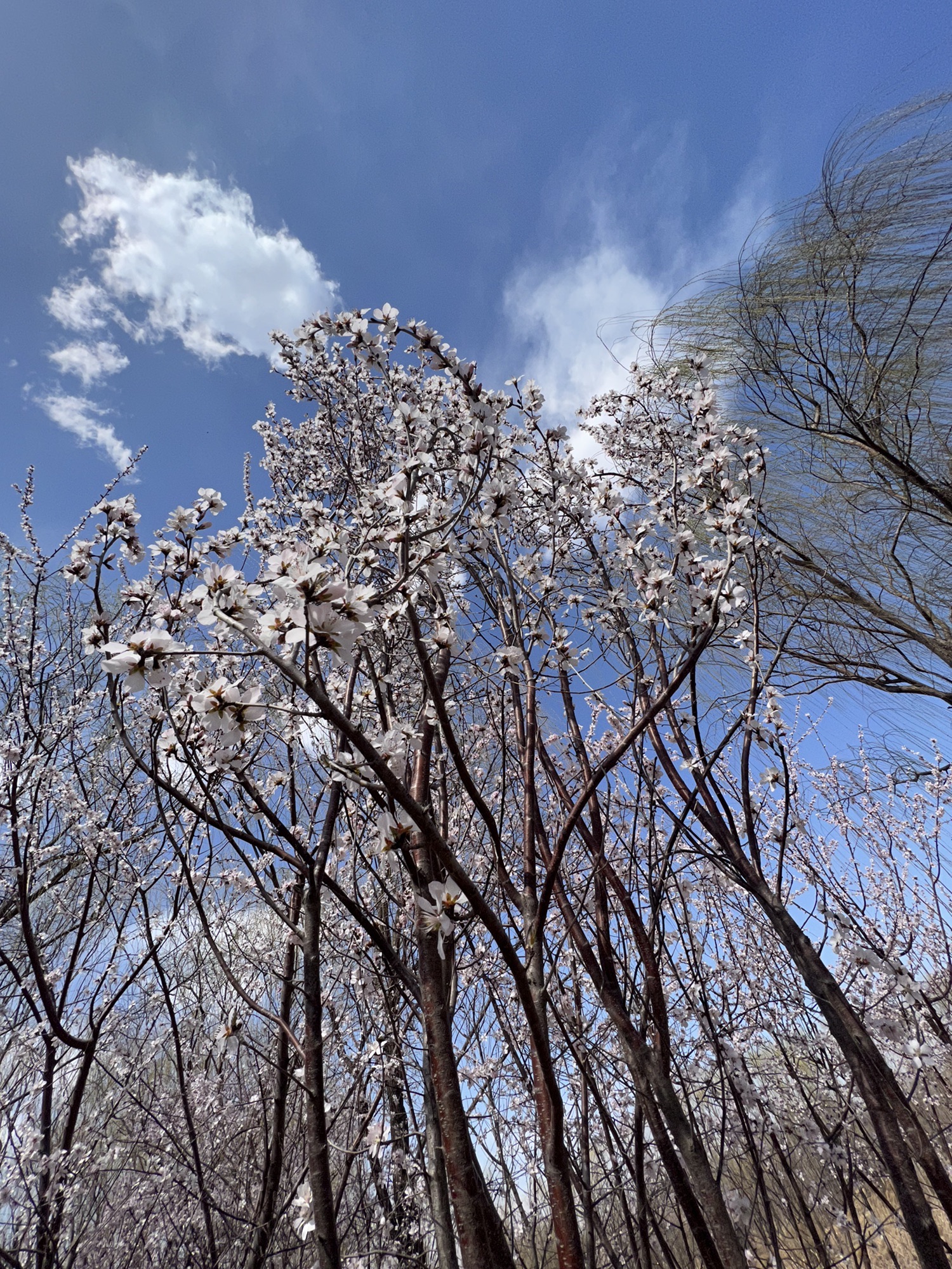新立郊野公园旅行图片 3