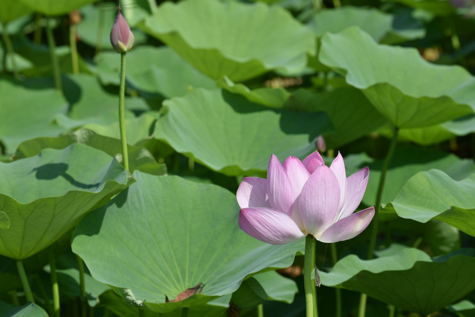 梅里斯湖风景区(建设中)的第3张图片的图片资料