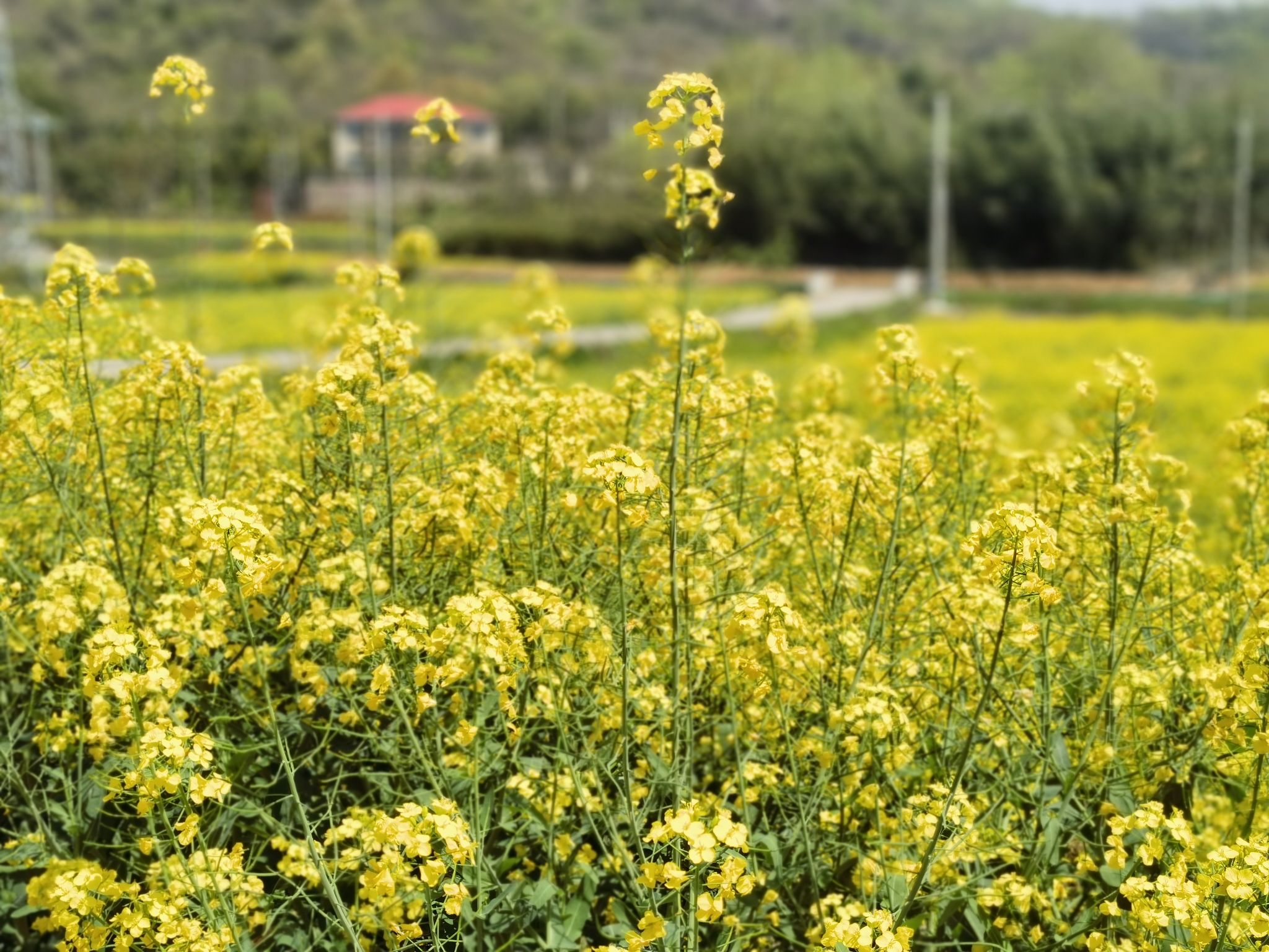 纸鸢香草庄园旅行图片 3