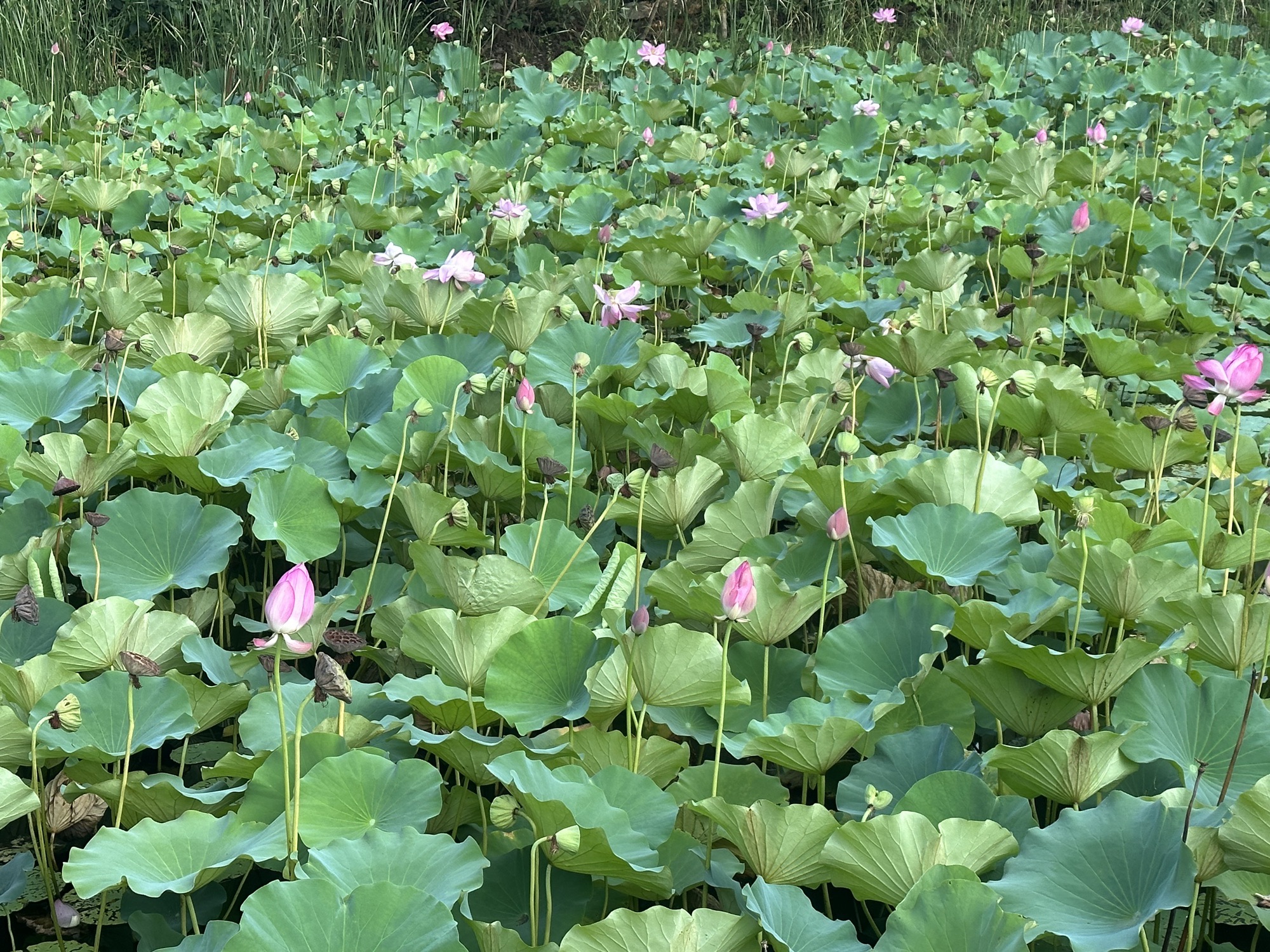 章丘龙盘山森林公园旅行图片 1