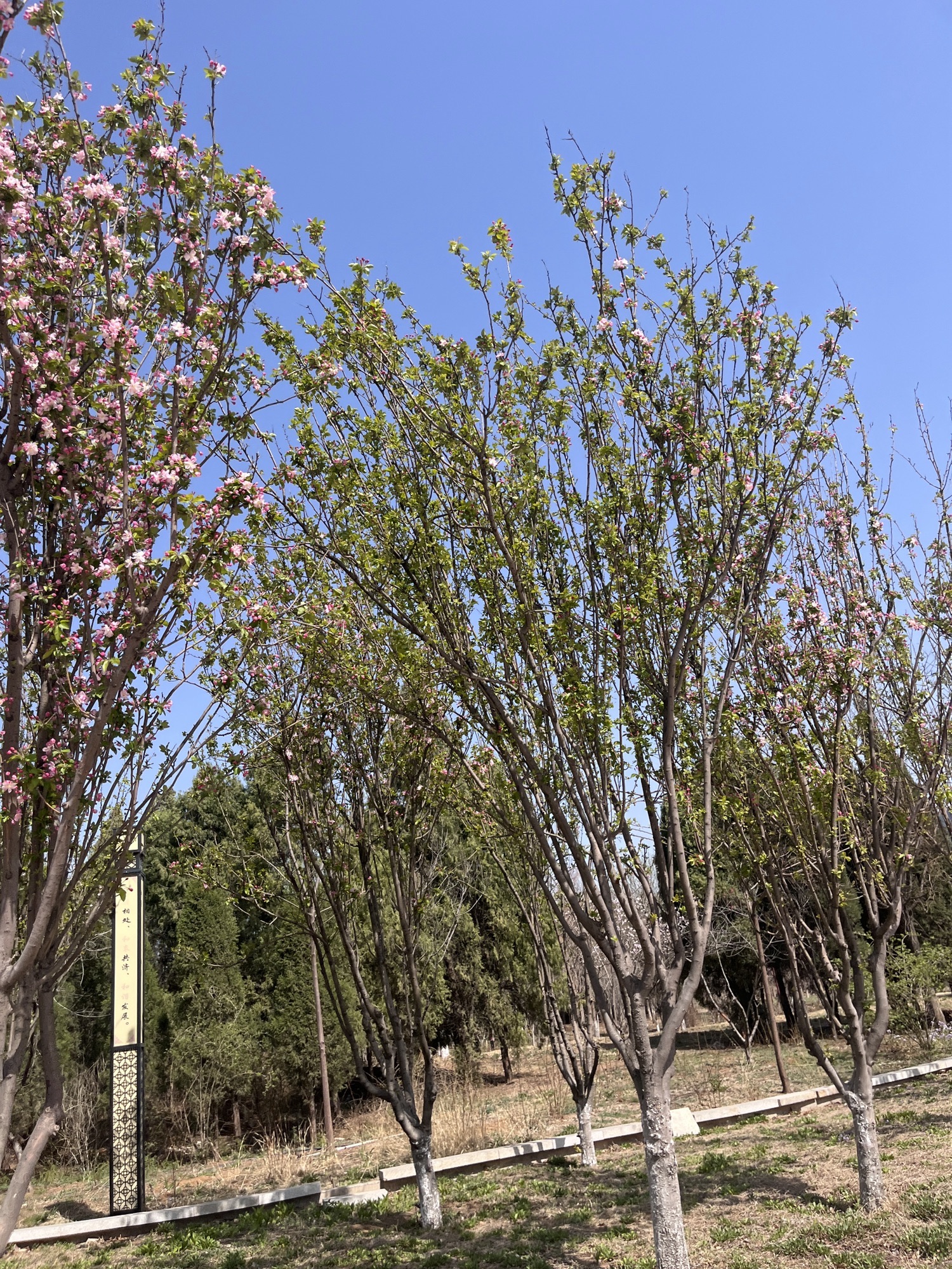 章丘龙盘山森林公园旅行图片 2