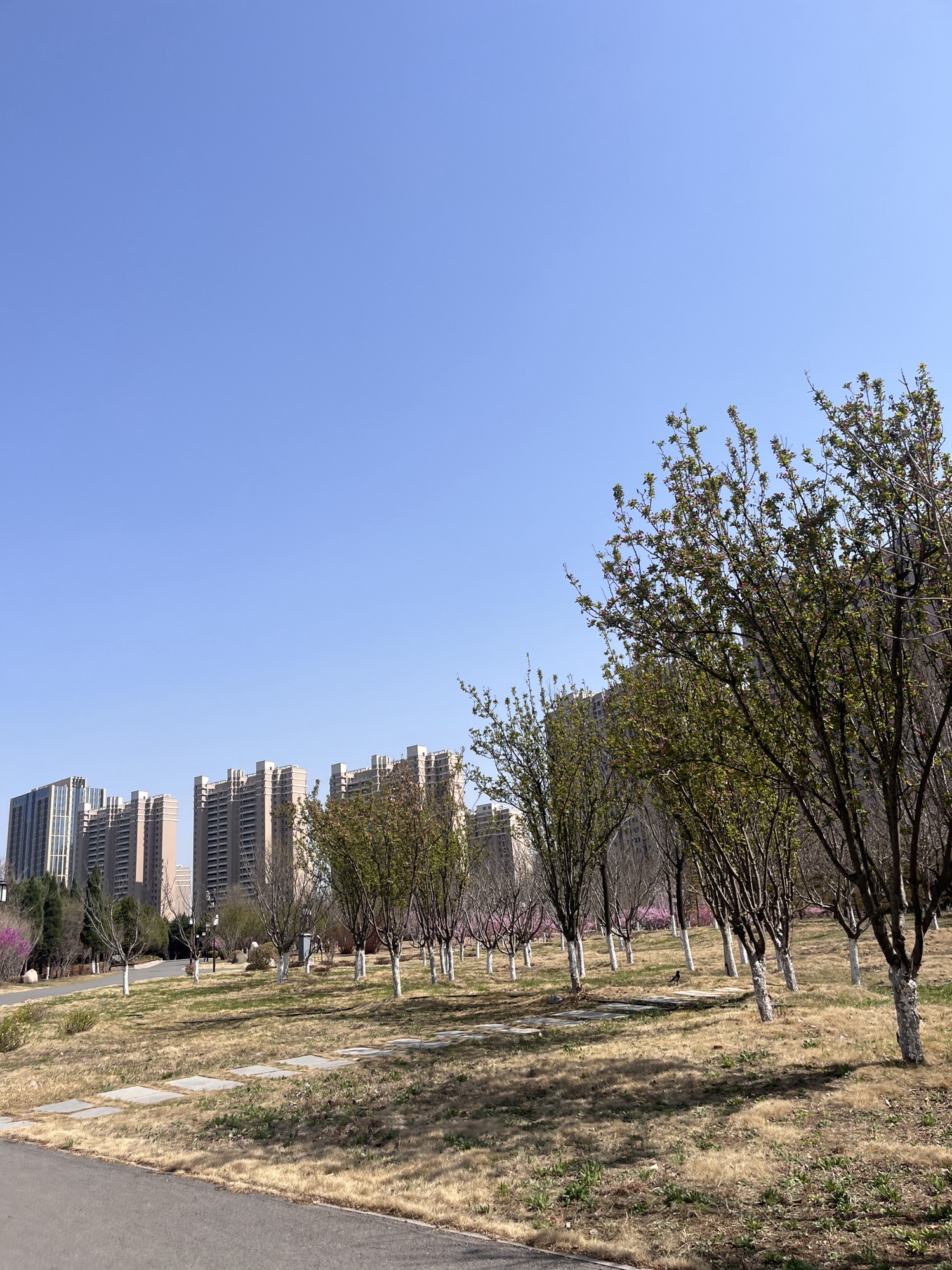 章丘龙盘山森林公园旅行图片 3