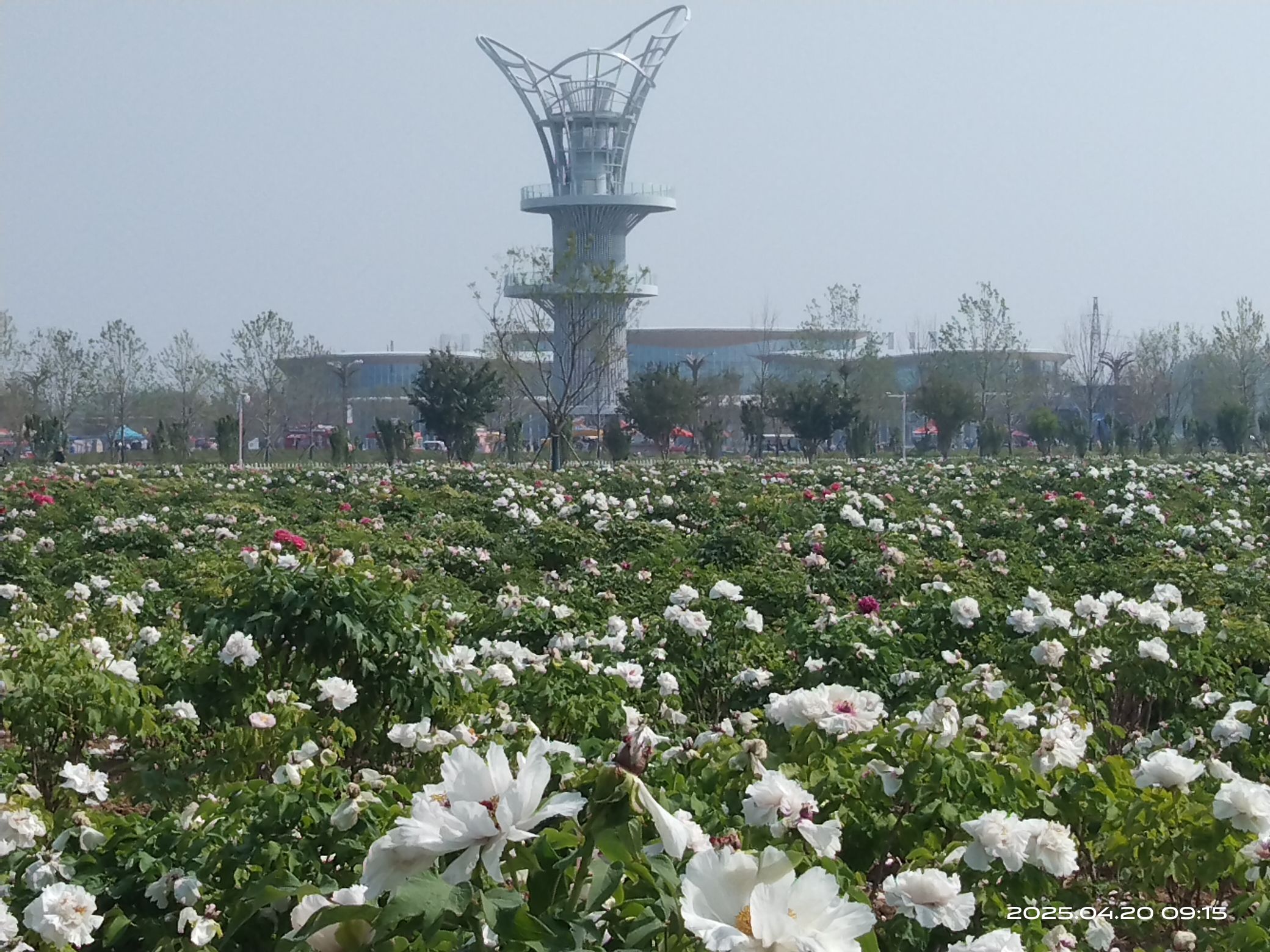 冠宇牡丹园旅行图片 3