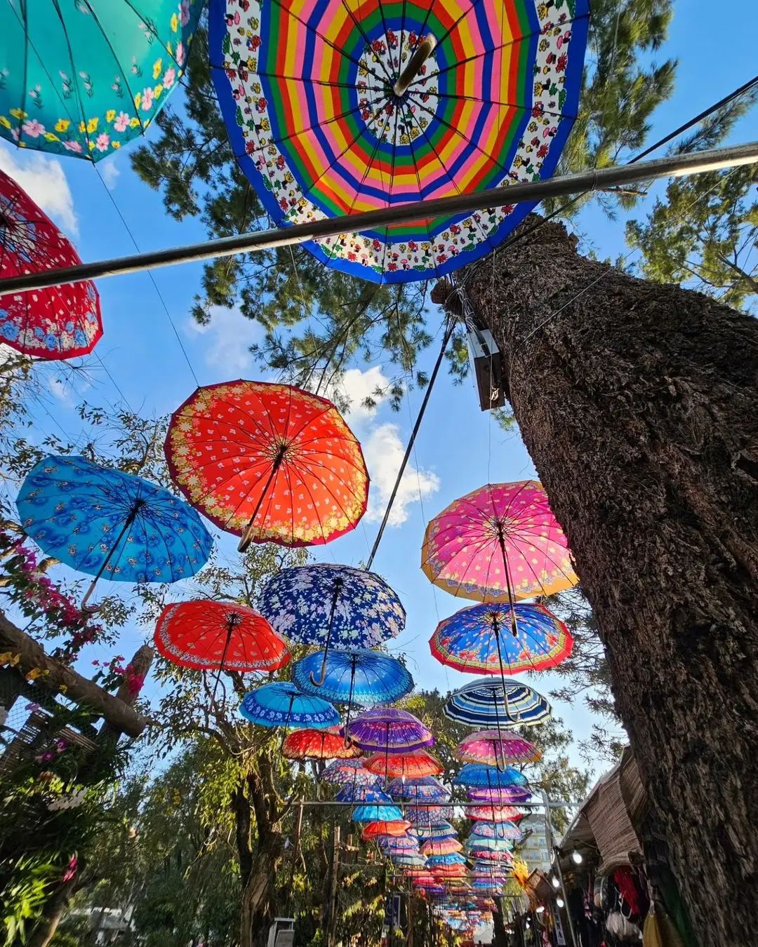 碧瑶庄园旅行图片 3