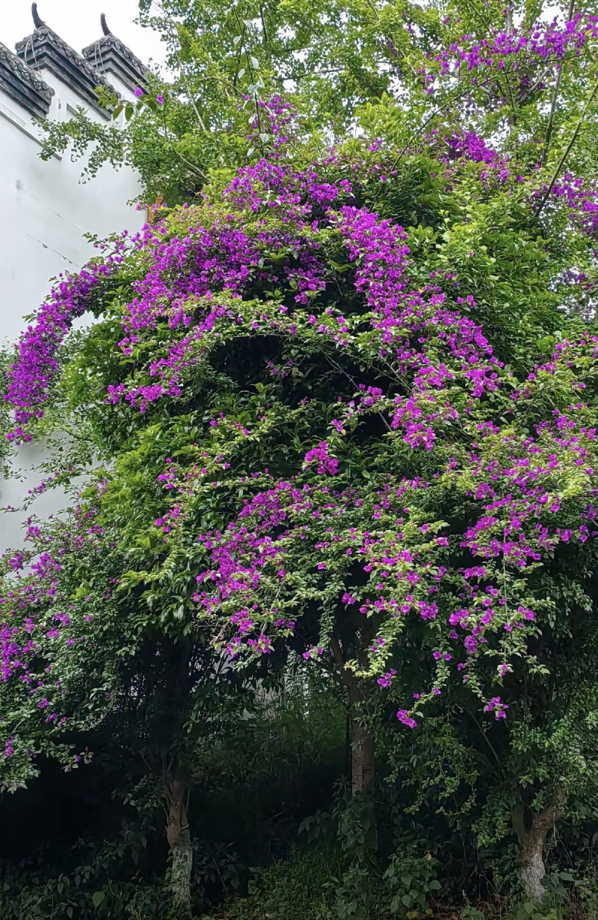 碧瑶庄园旅行图片 3