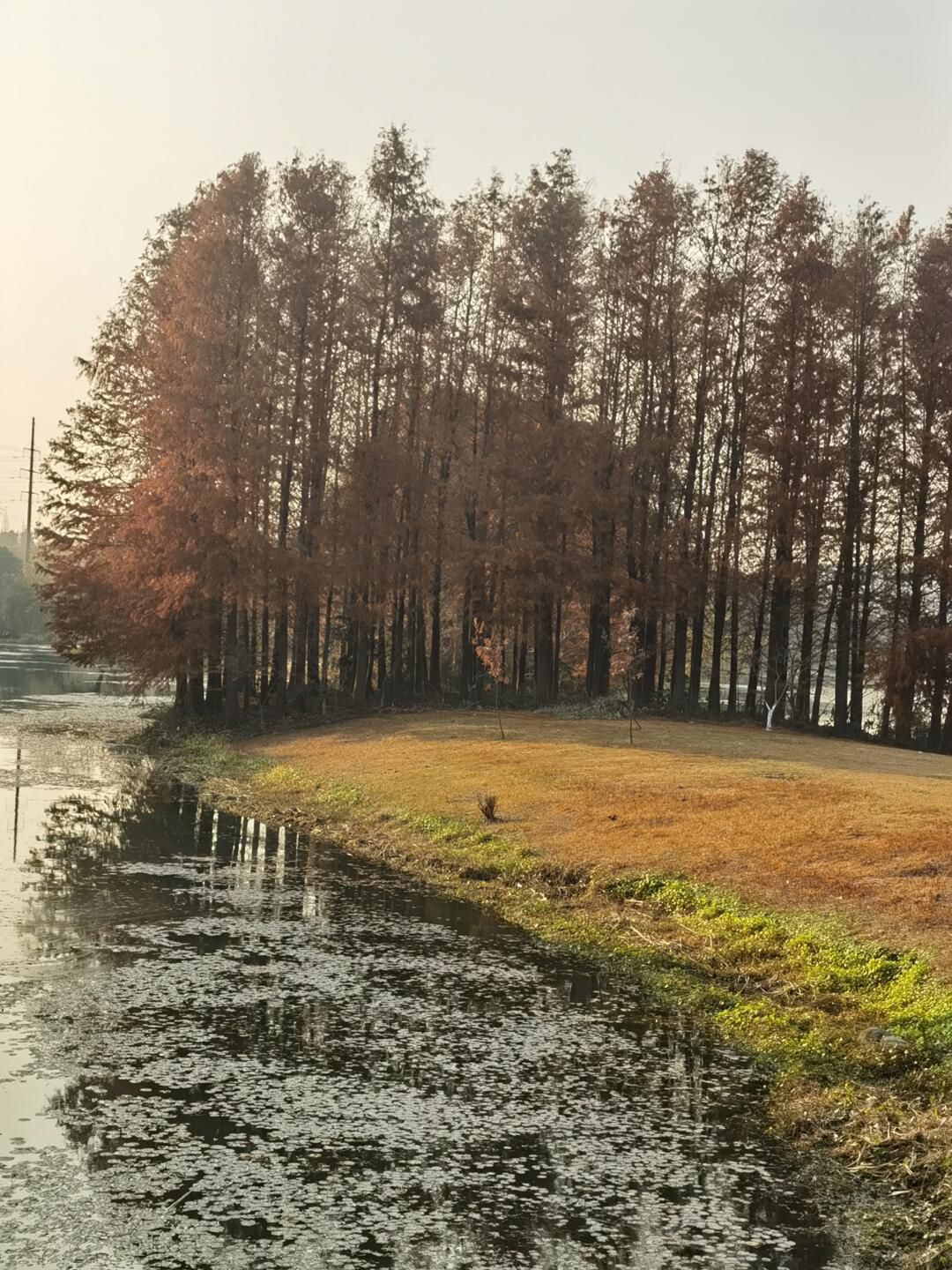 天福国家湿地公园旅行图片 3