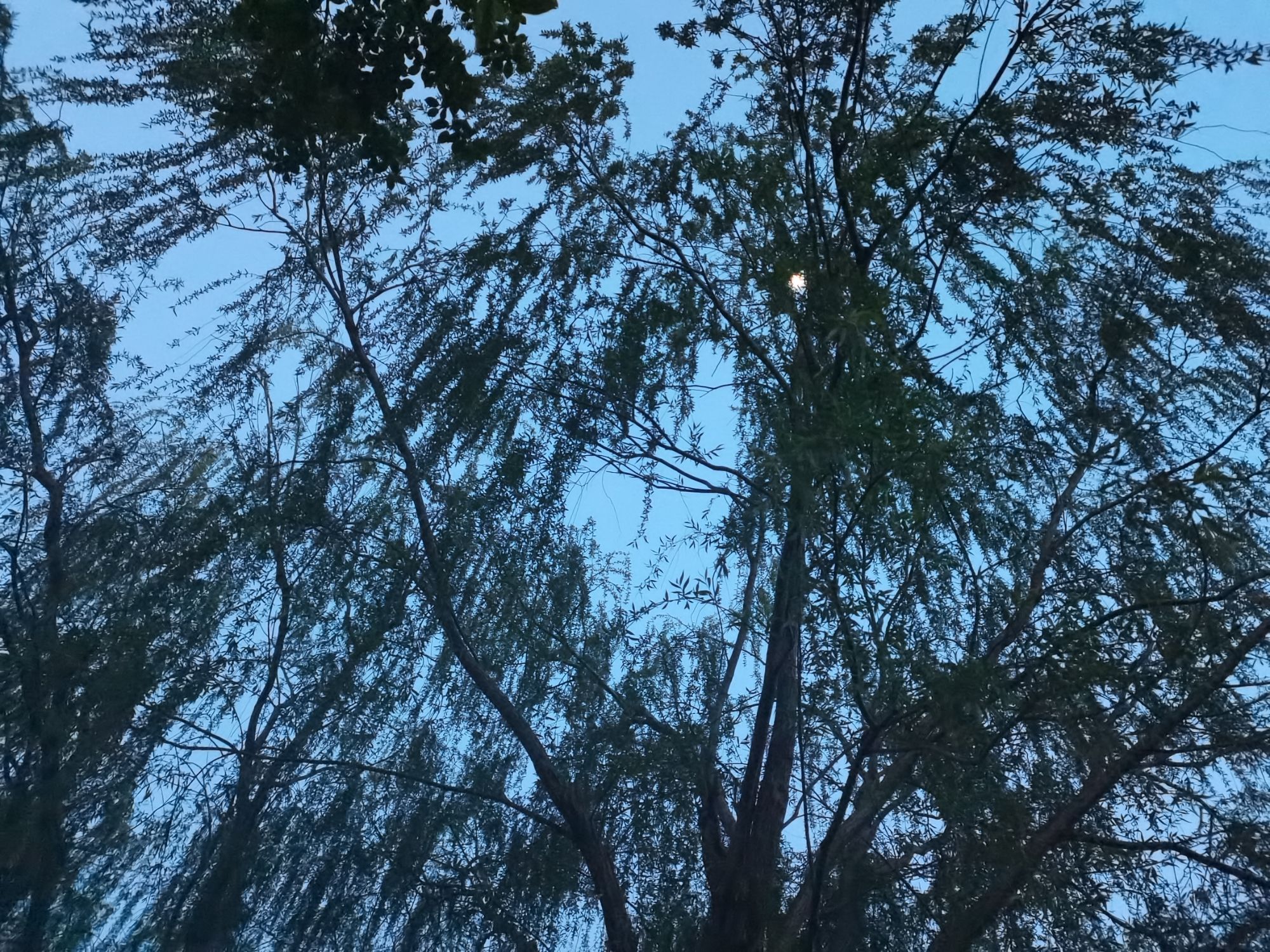 阜城八景公园旅行图片 2