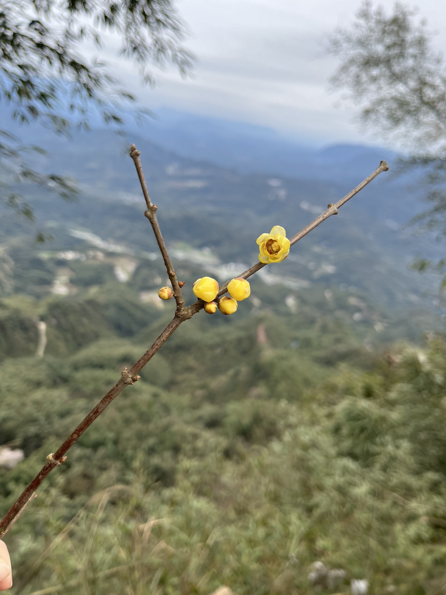 赤水凤凰花坞旅行图片 3
