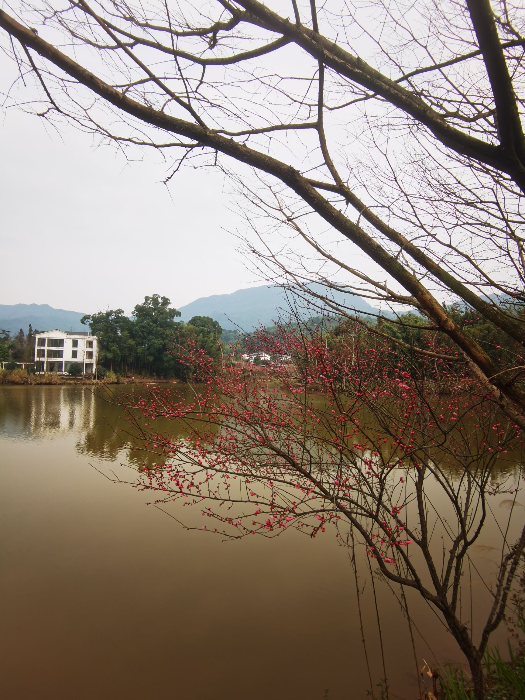 赤水凤凰花坞旅行图片 2